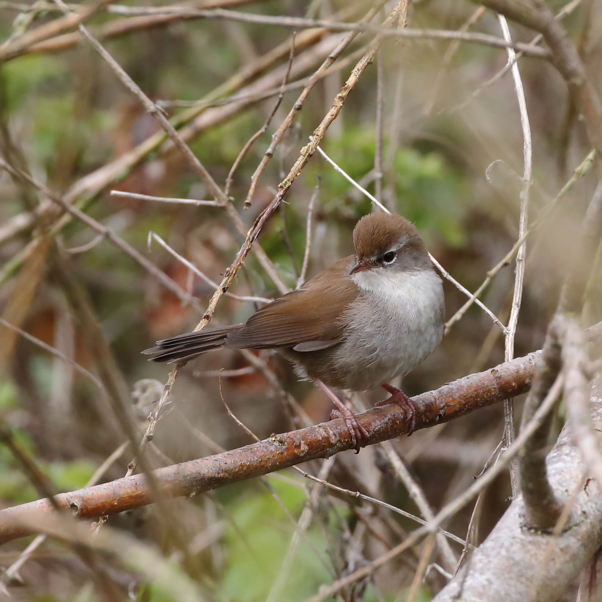 Cetti's Warbler