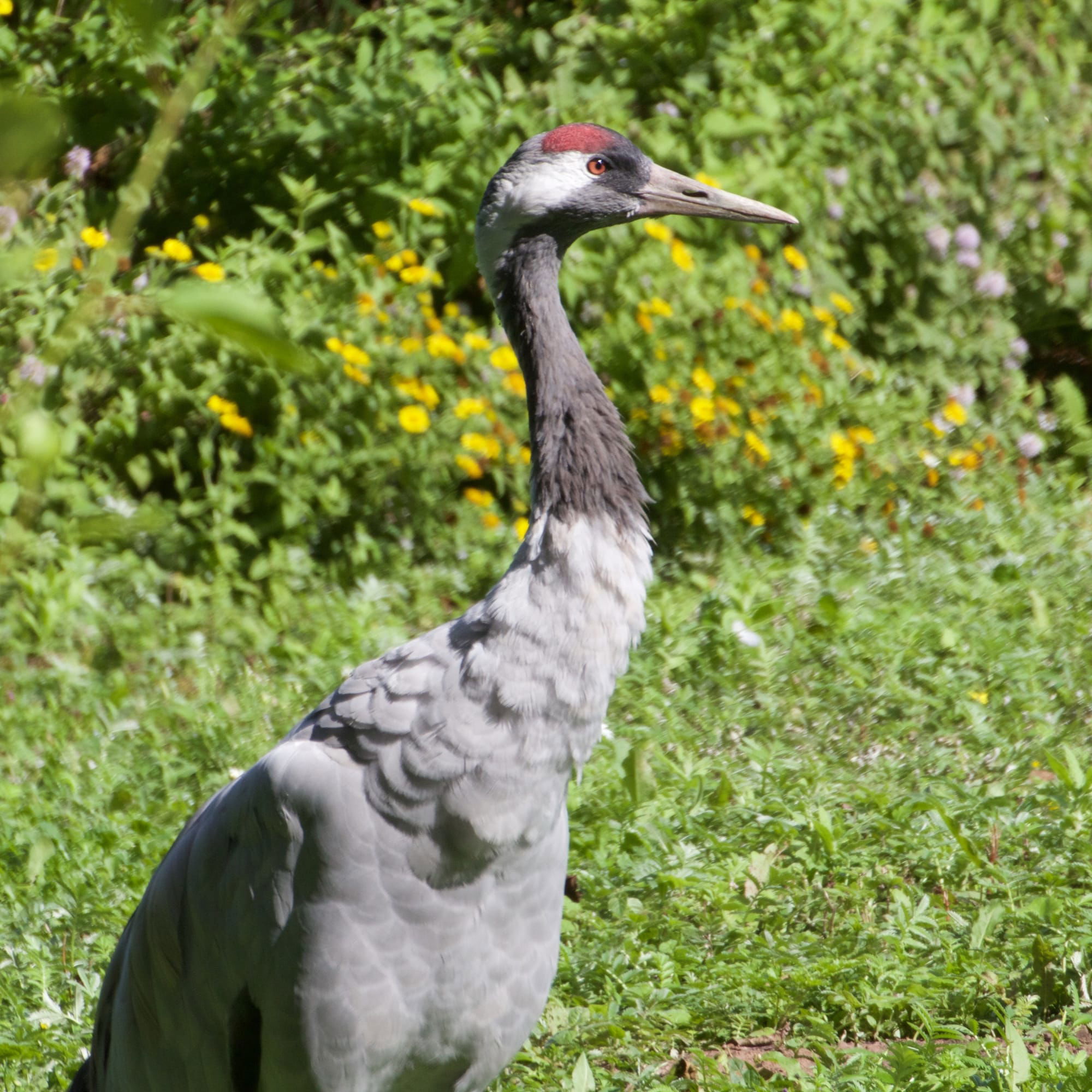 Common Crane