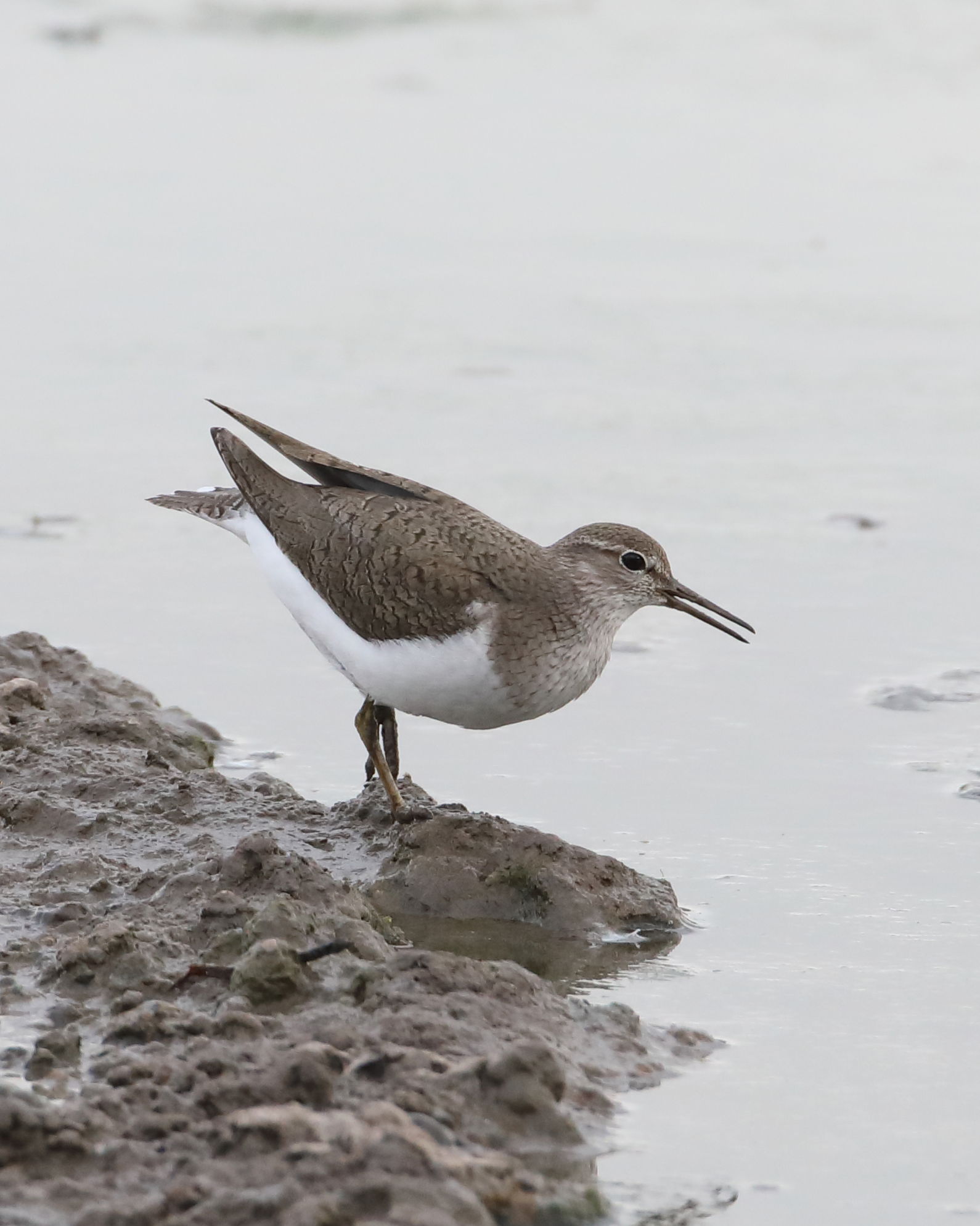 Common sandpiper