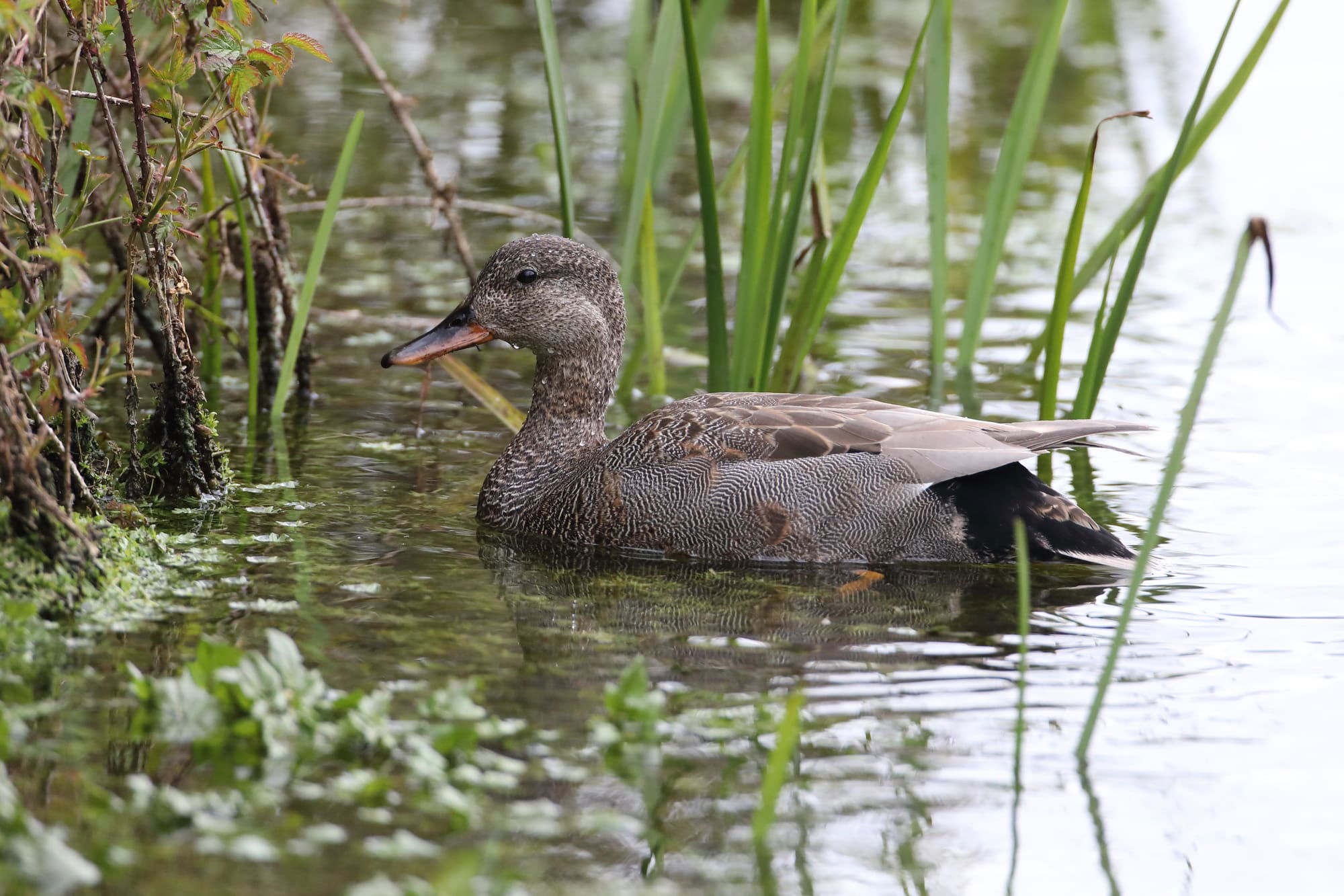 Gadwall