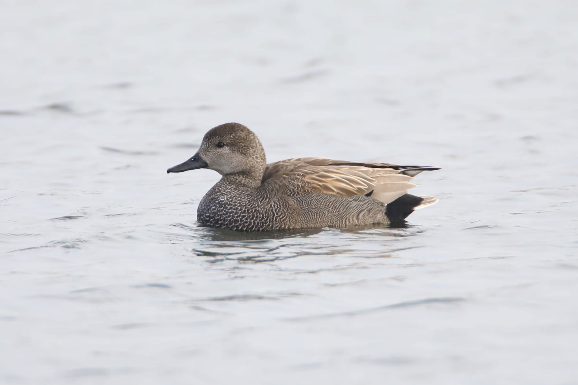 Gadwall