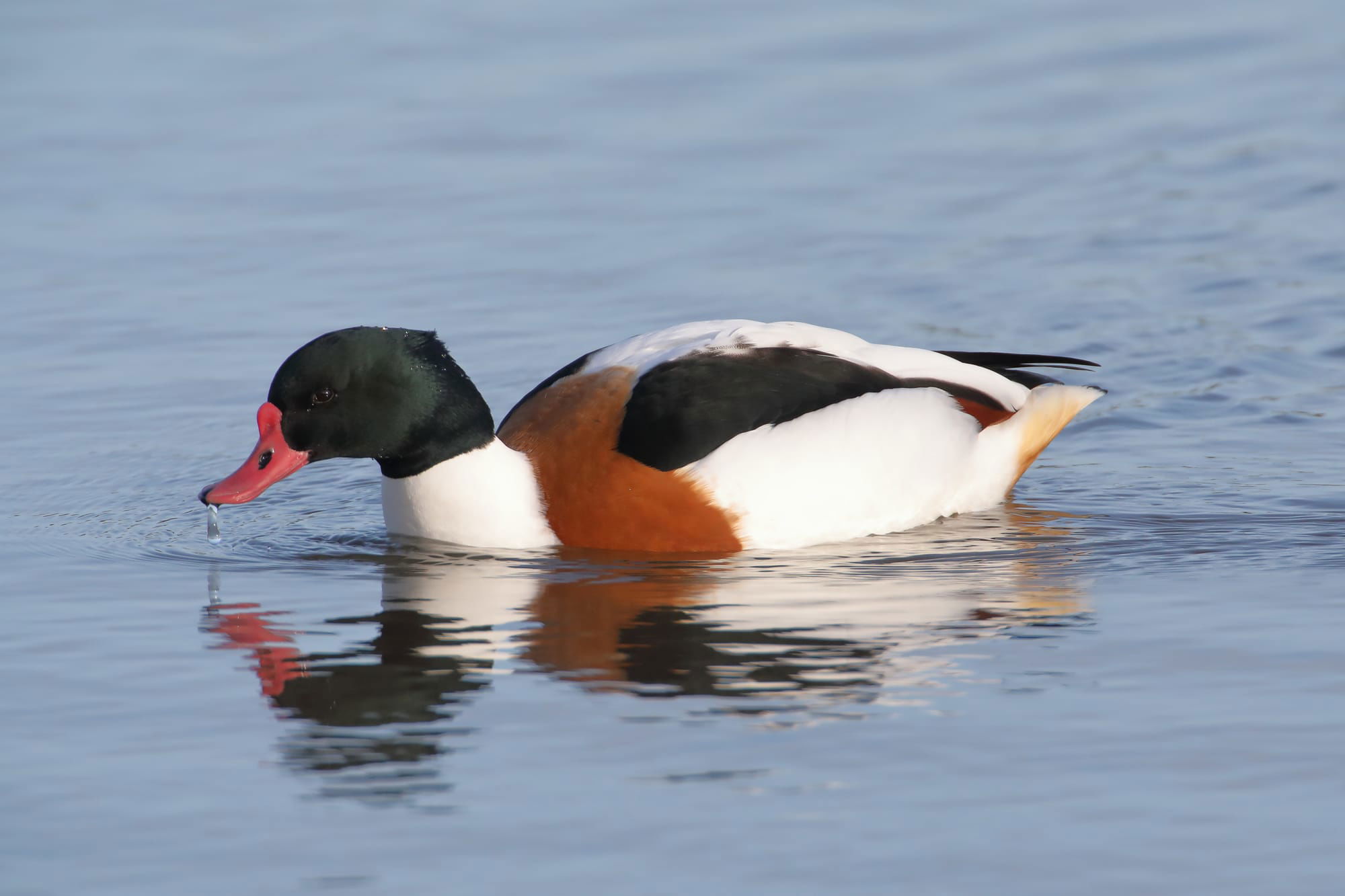 Shelduck