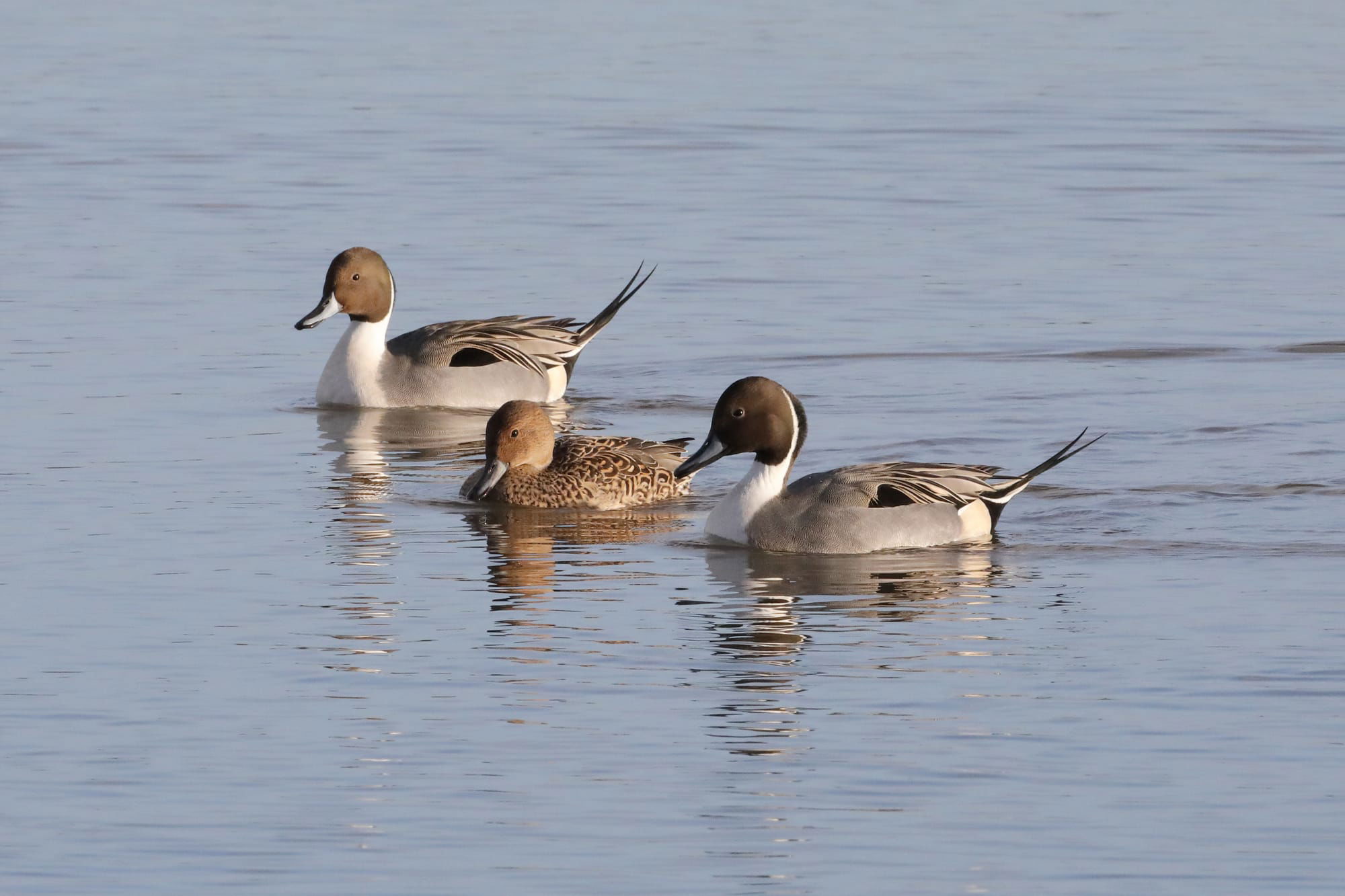 Pintail