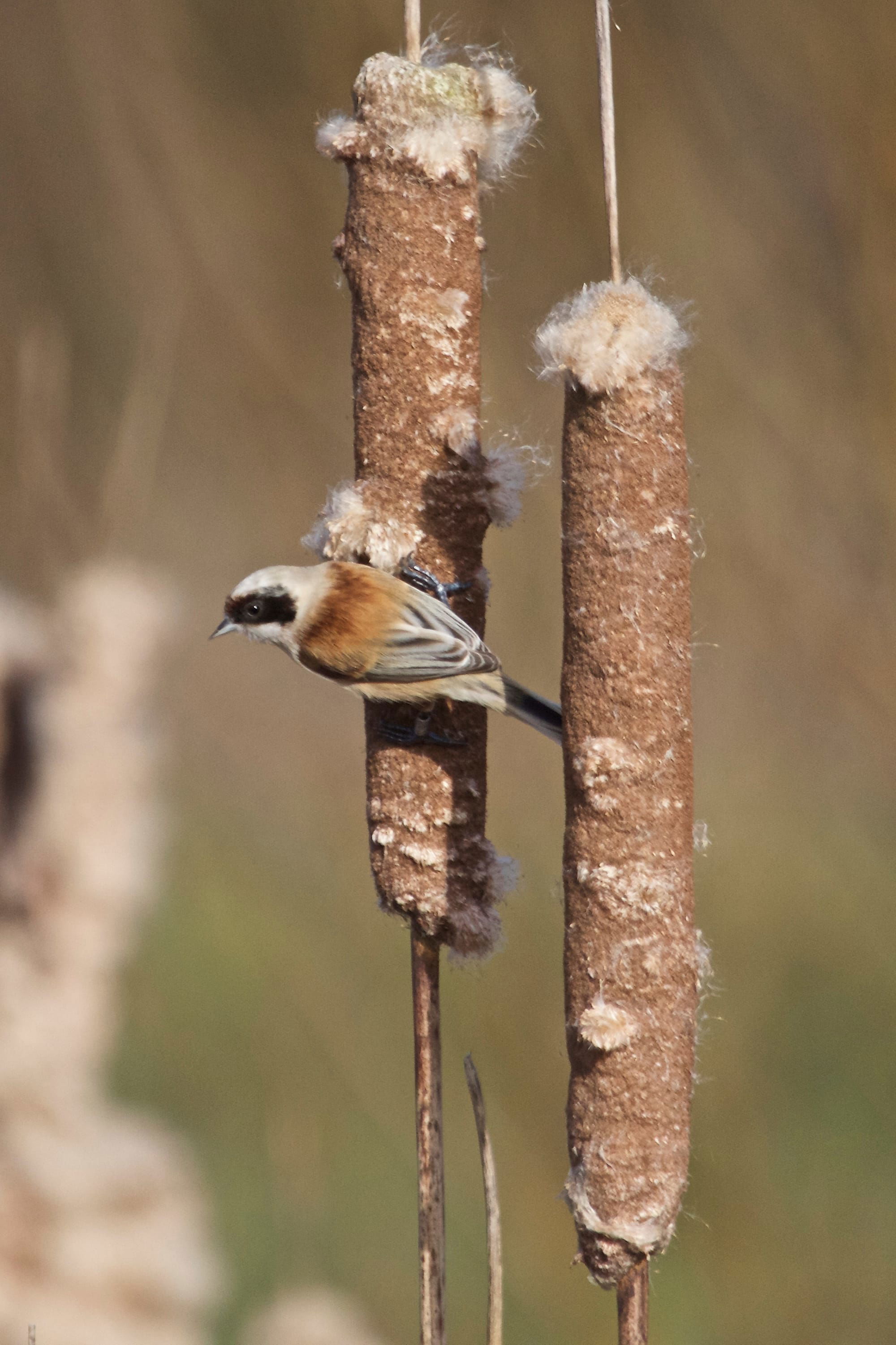 Penduline Tit