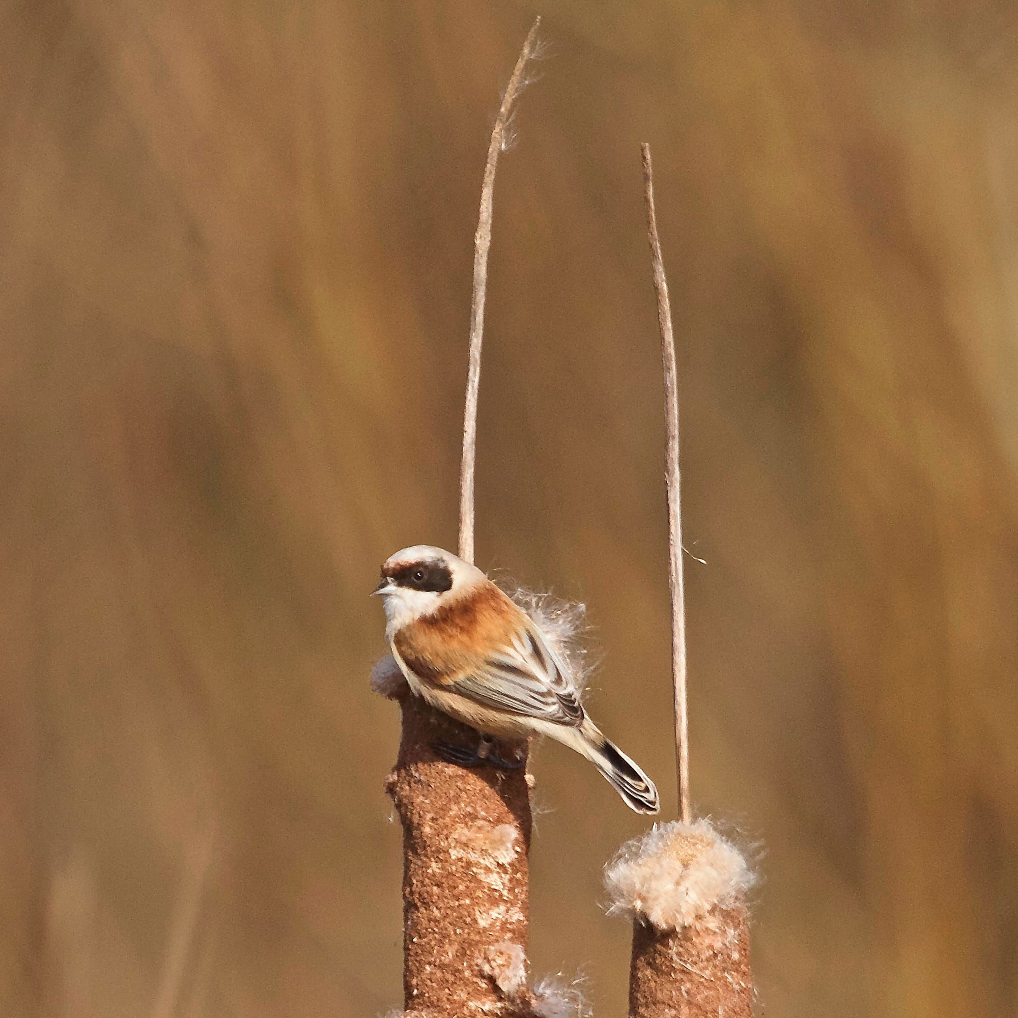 Penduline Tit