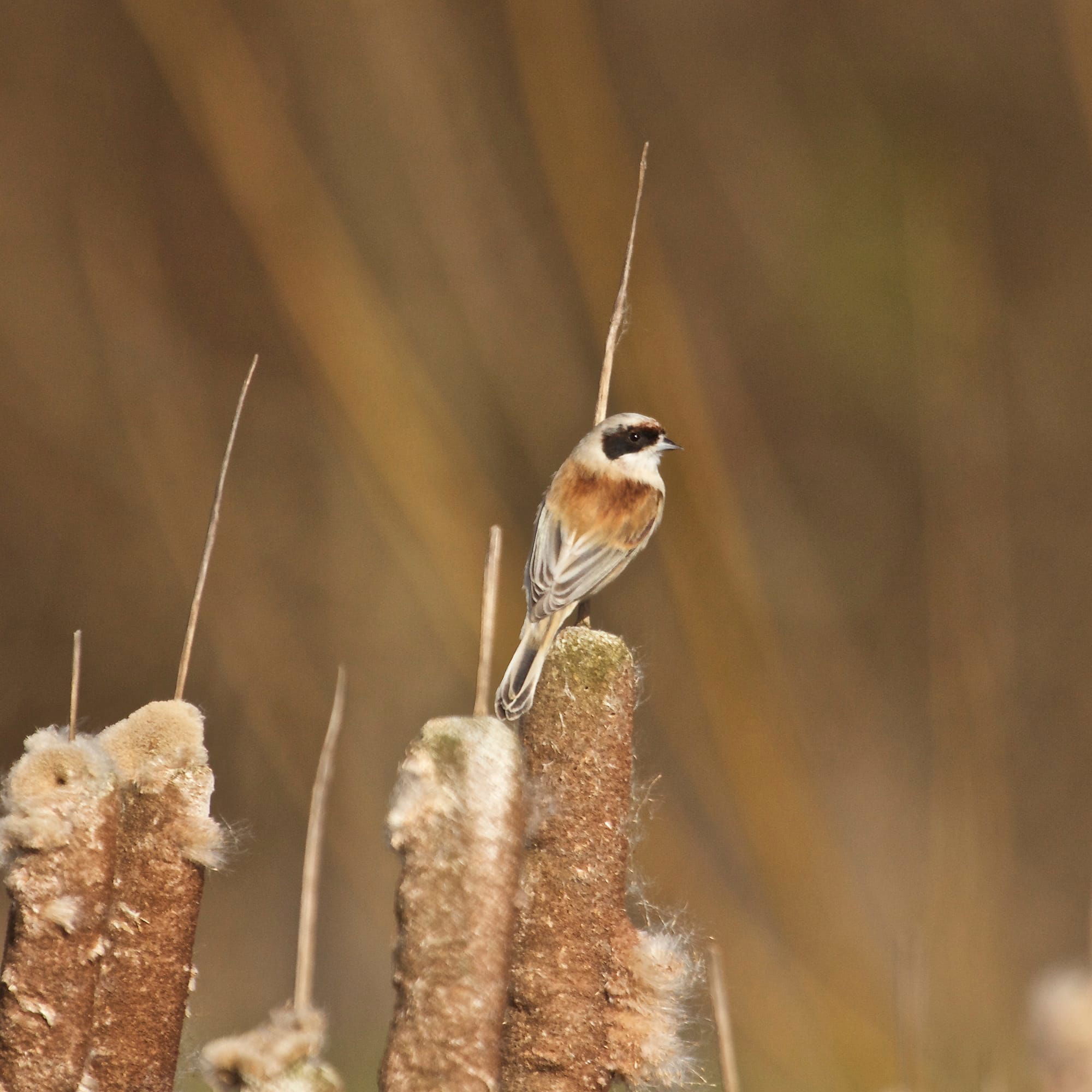 Penduline Tit