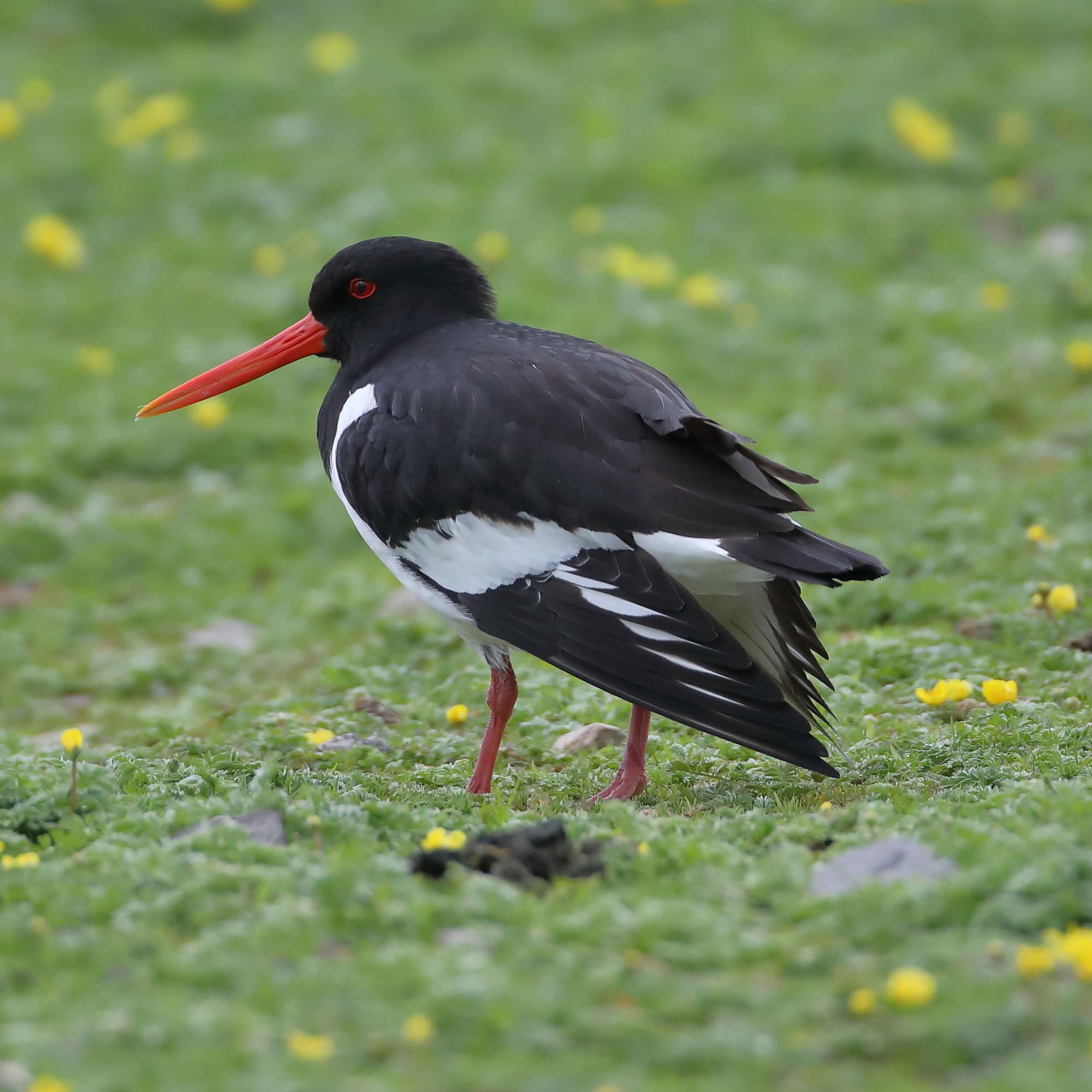 Oystercatcher