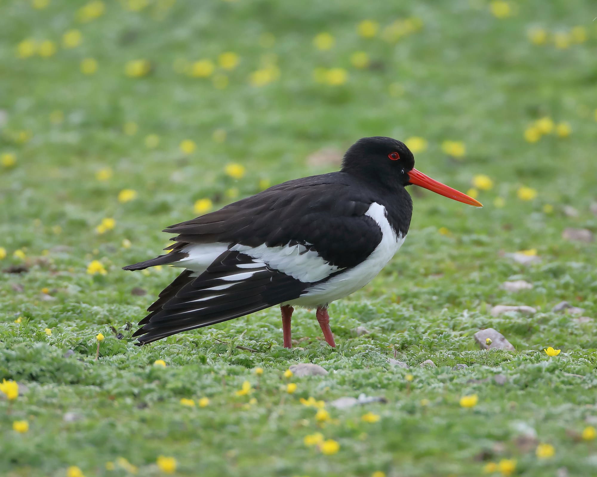 Oystercatcher