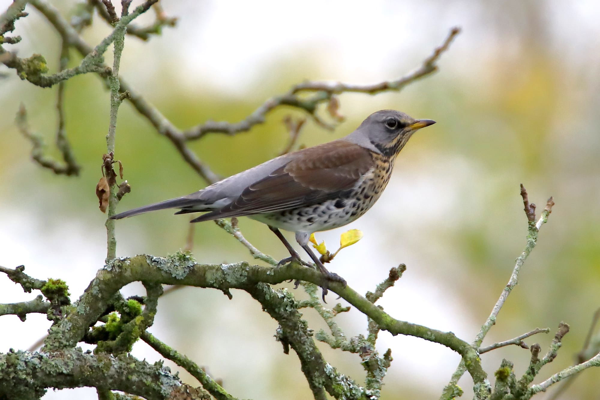 Fieldfare