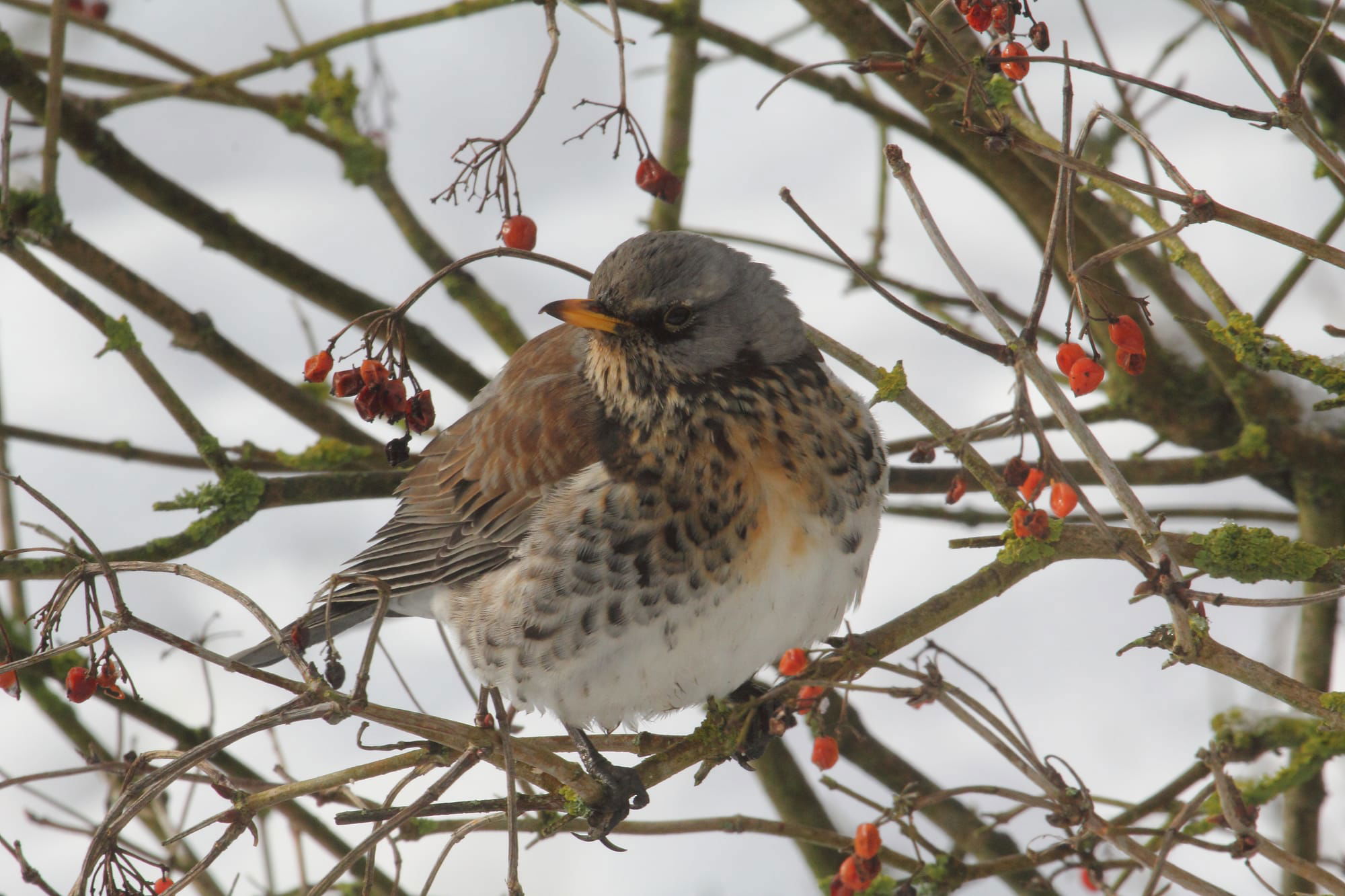 Fieldfare