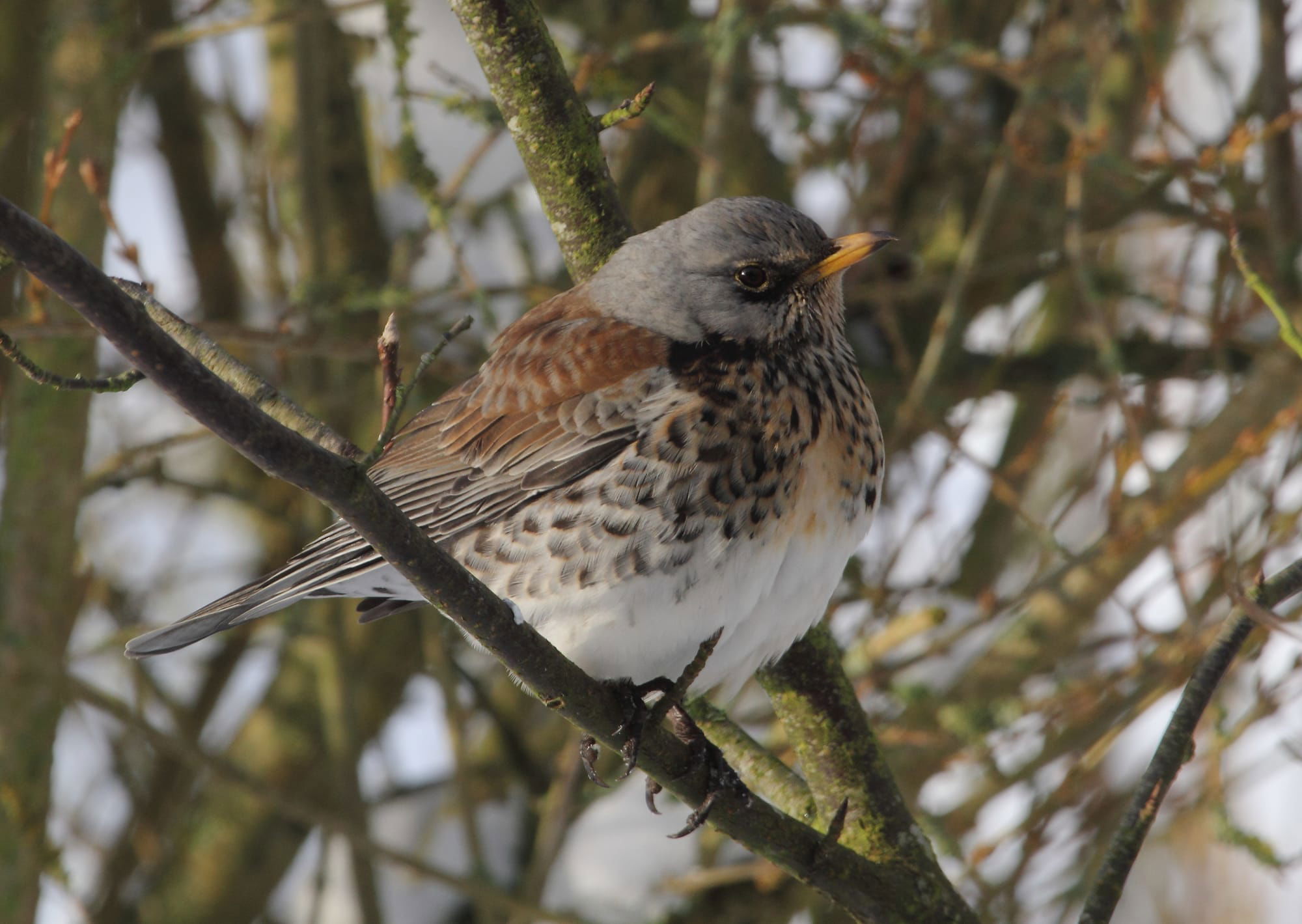 Fieldfare