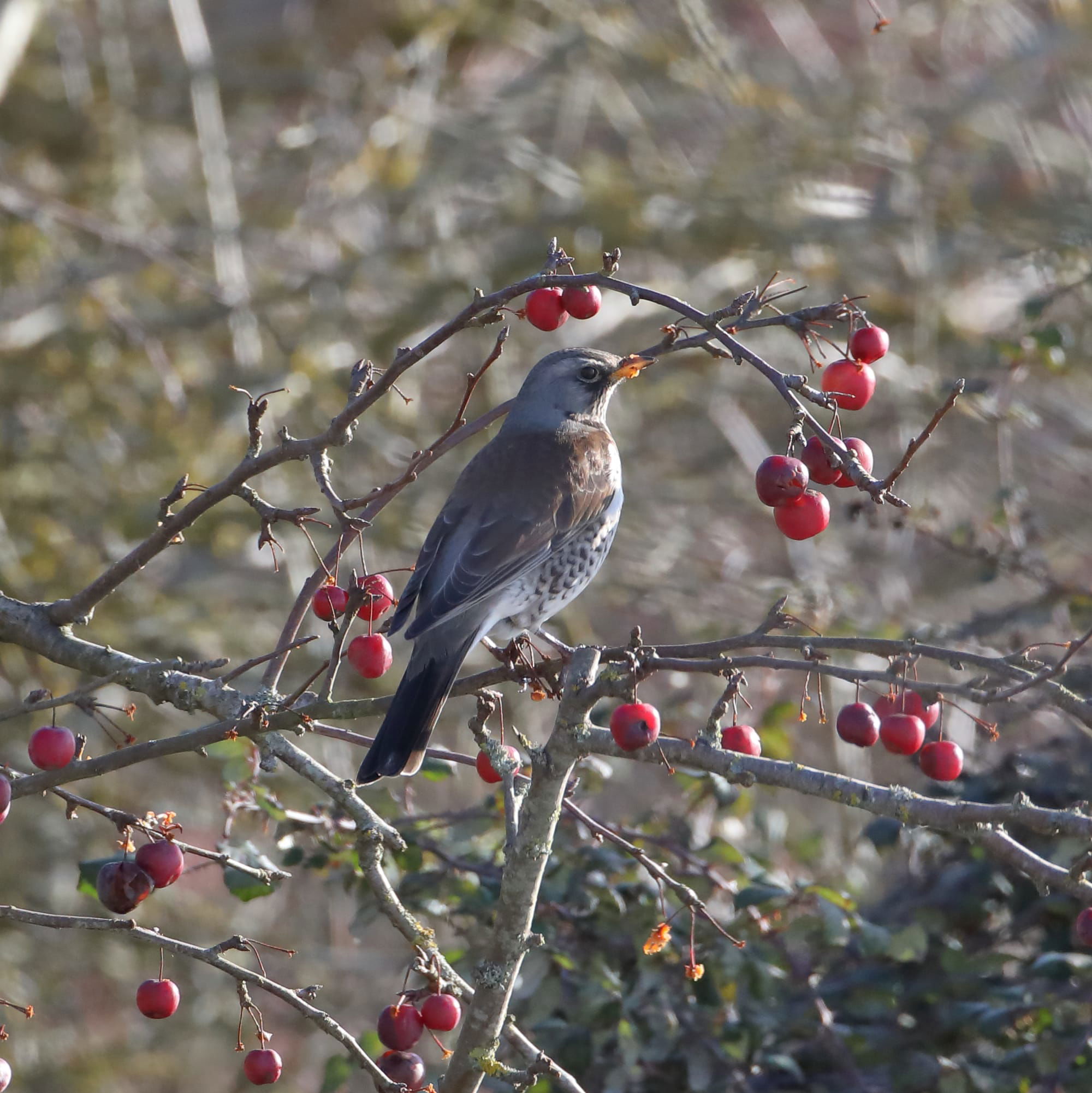 Fieldfare