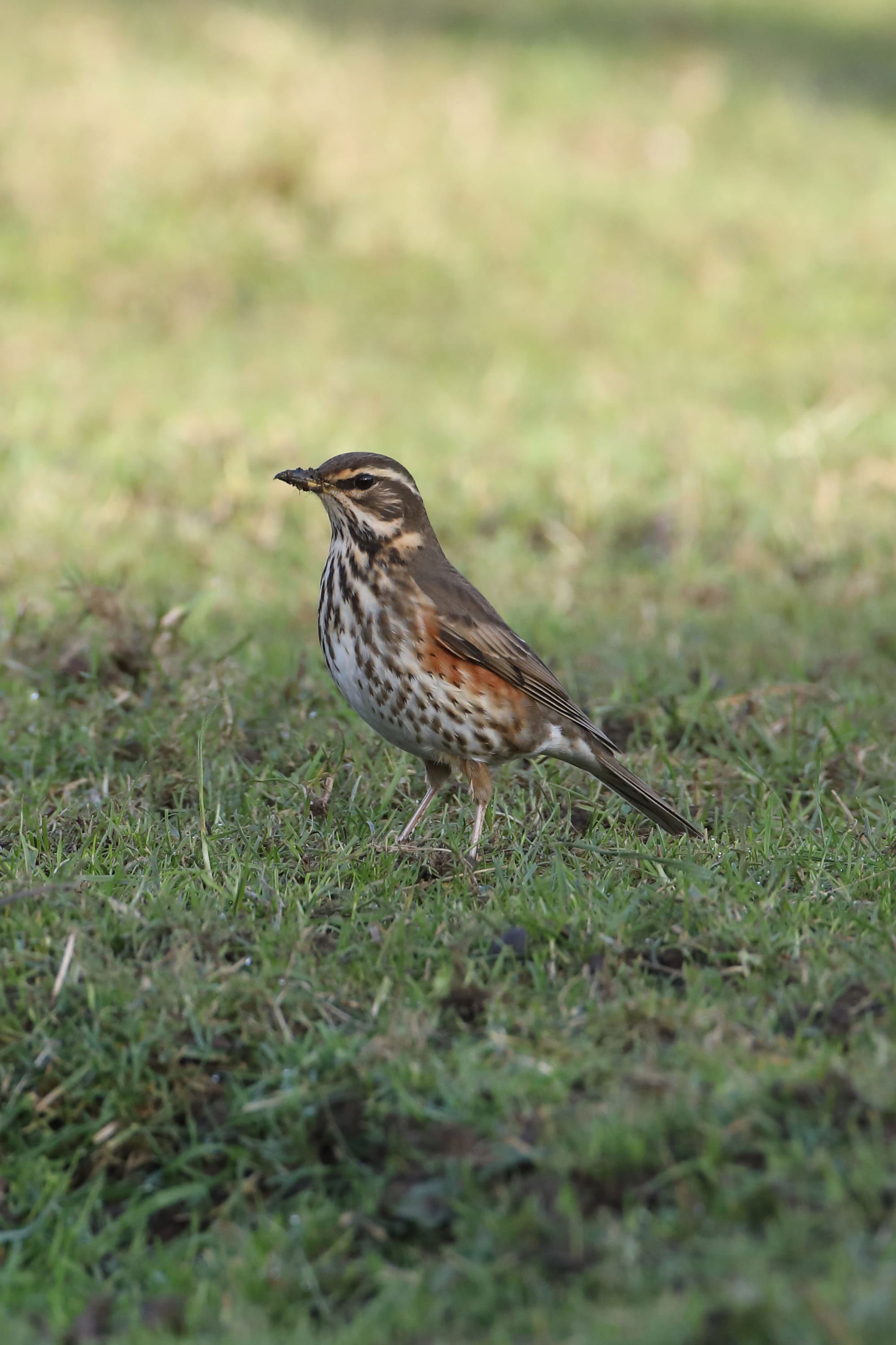 Redwing