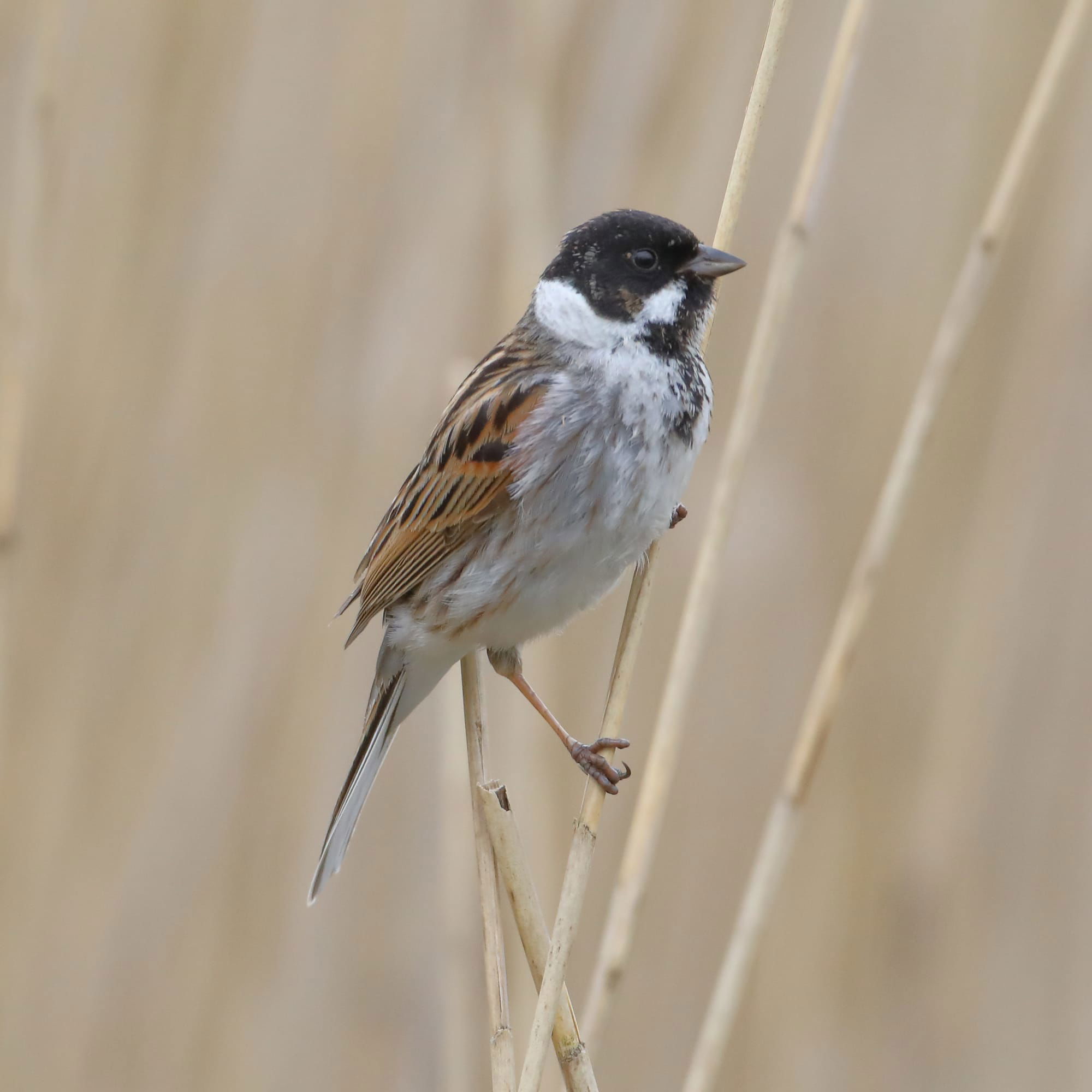 Reed Bunting