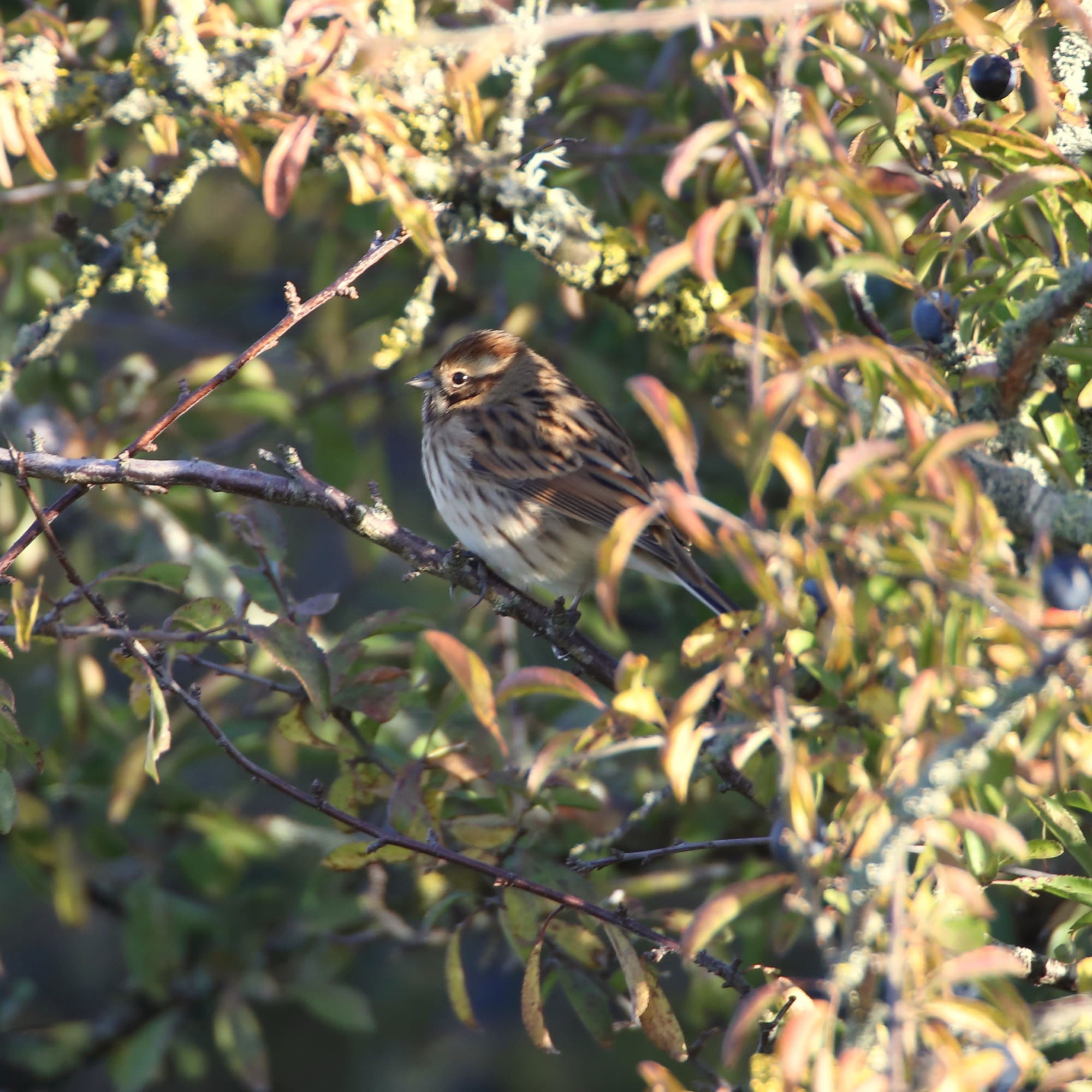 Reed Bunting