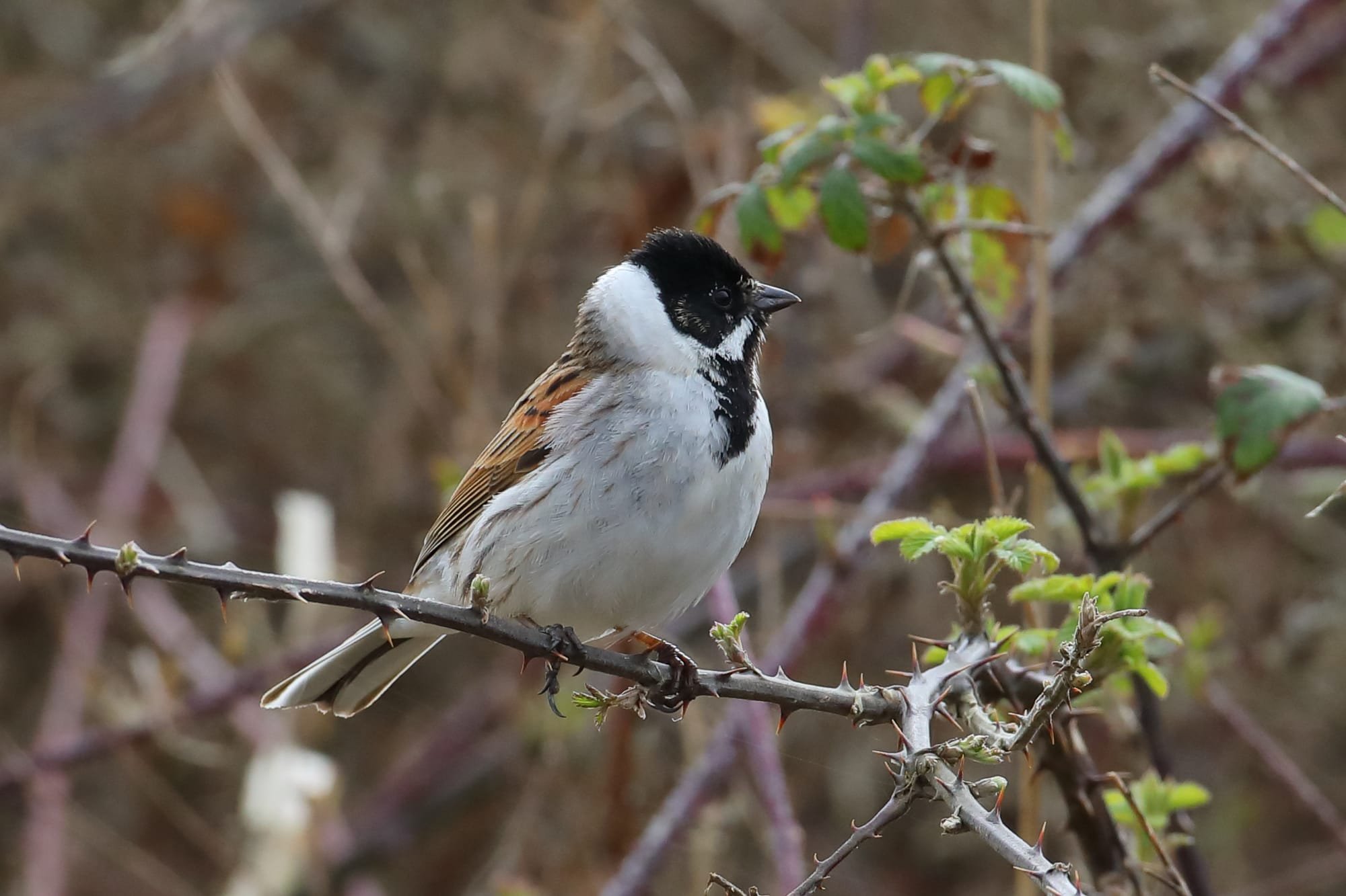 Reed Bunting