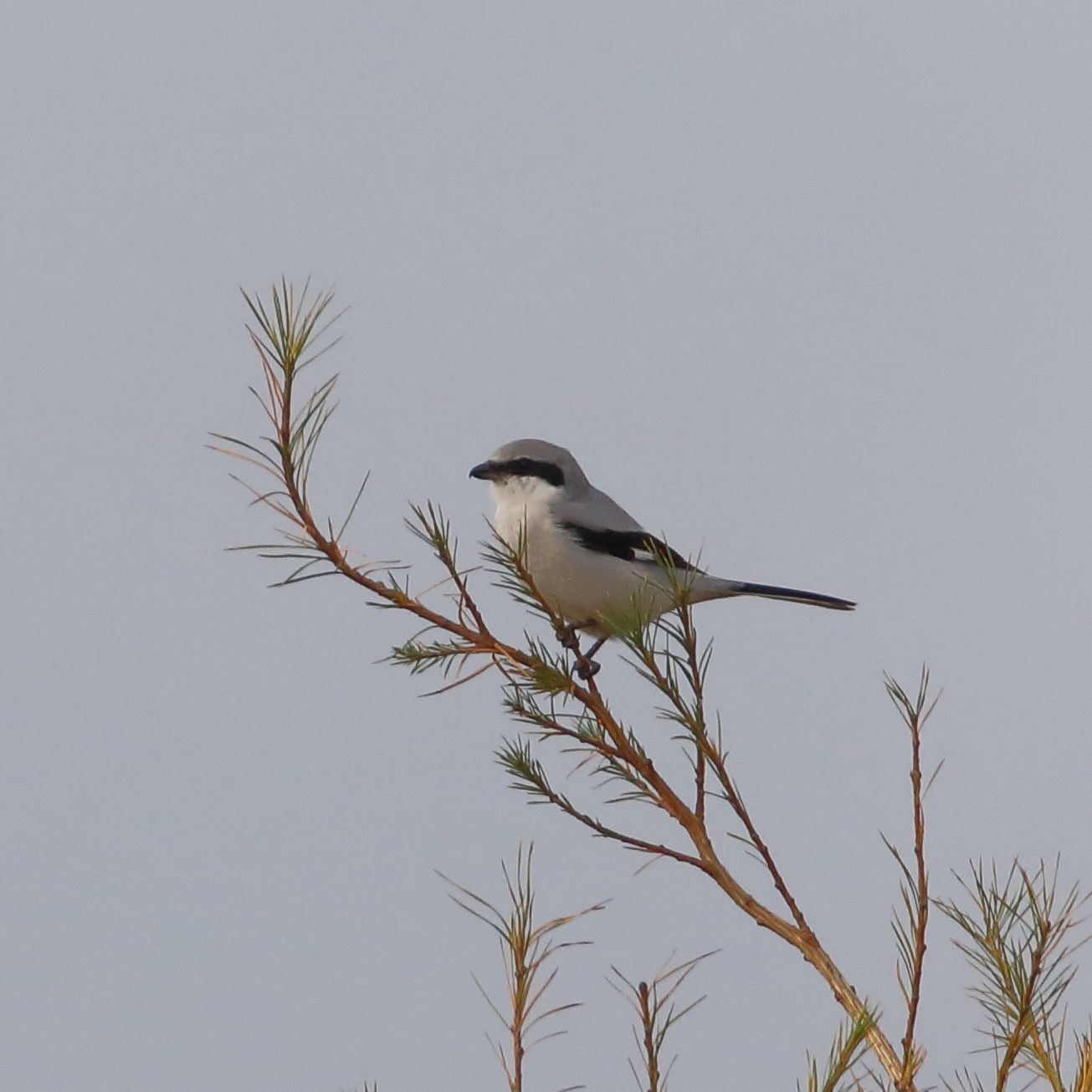 Great Grey Shrike