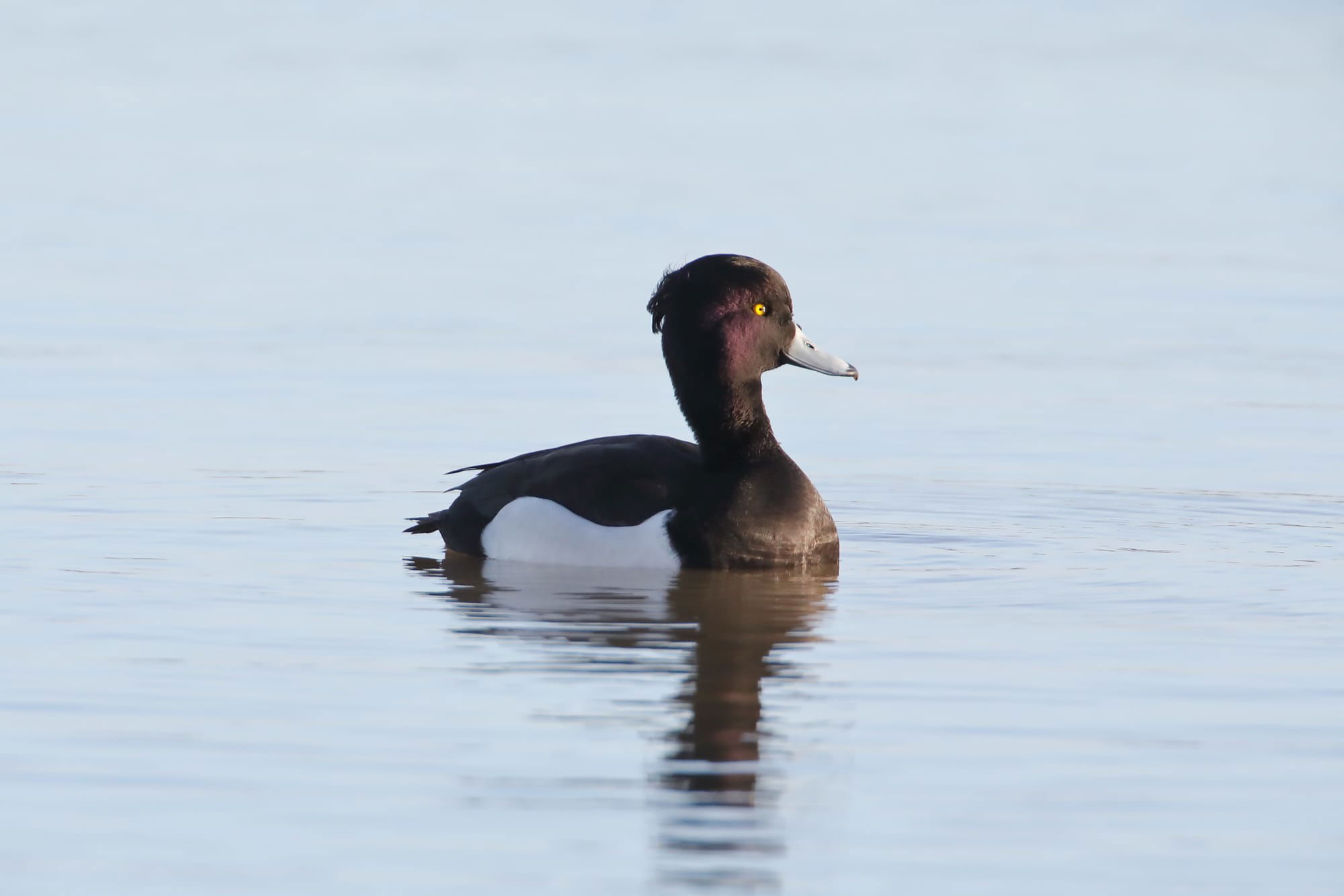 Tufted Duck