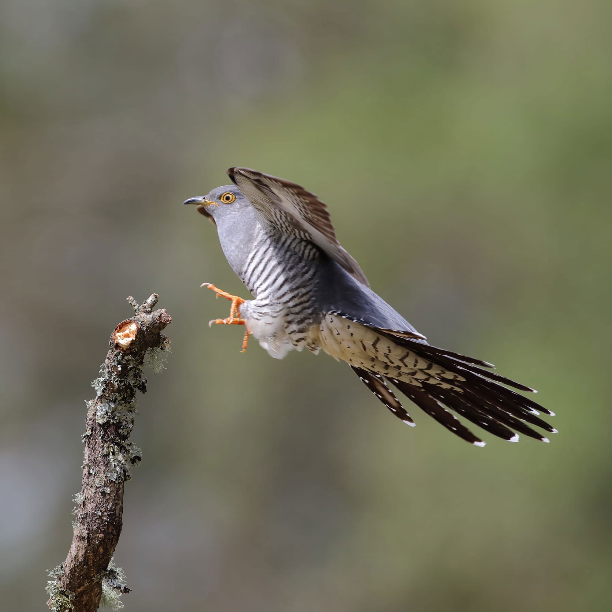 Cuckoo