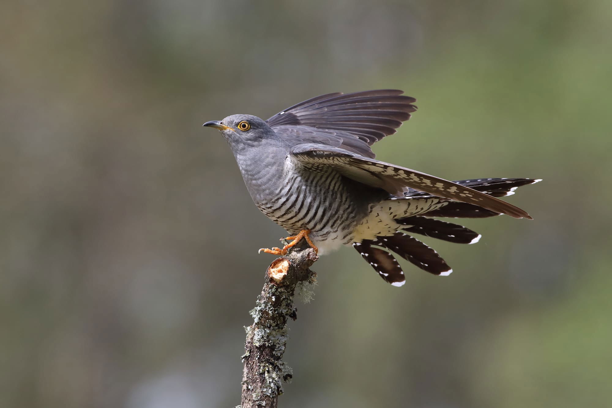 Cuckoo