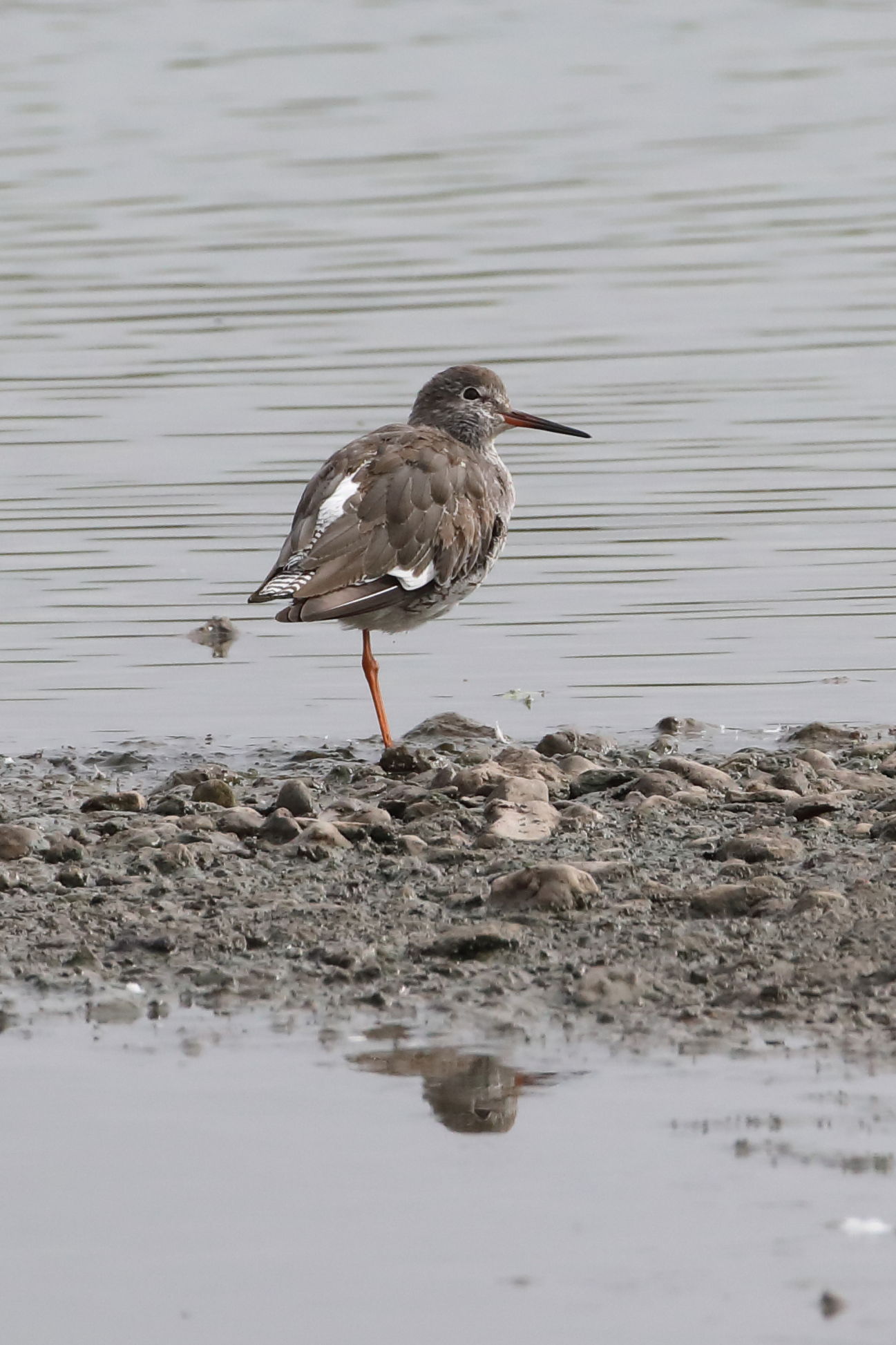 Redshank