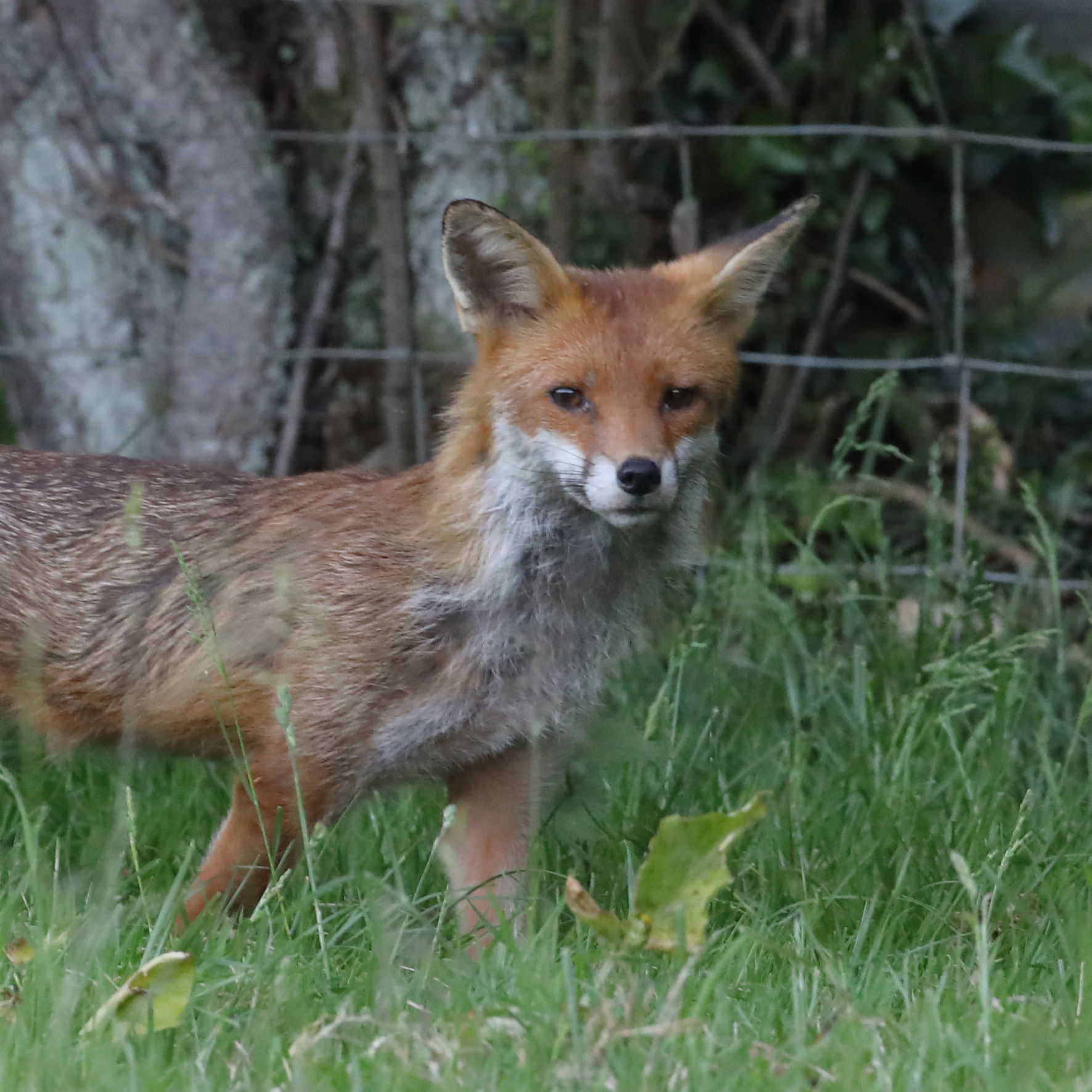 Red Fox