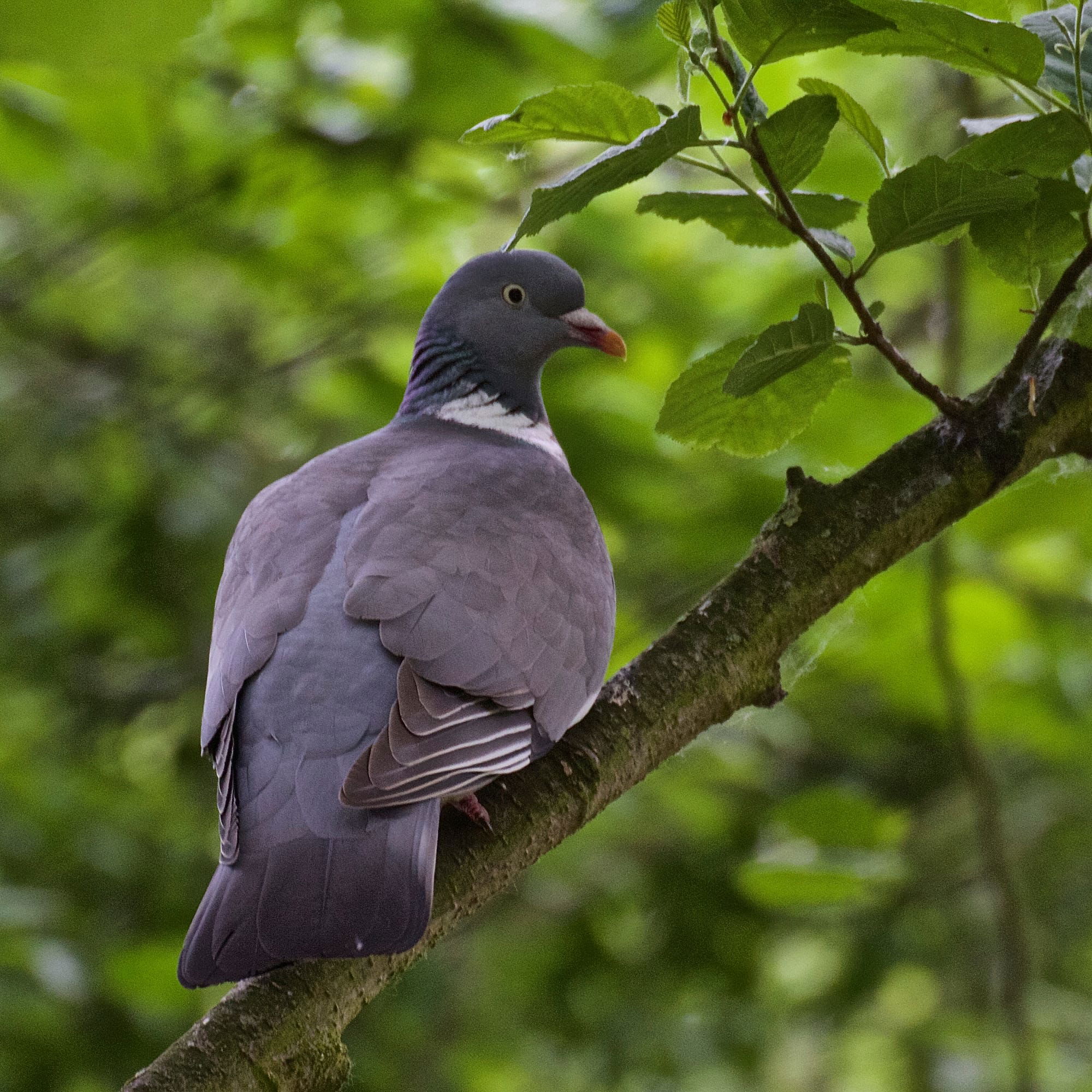 Wood Pigeon