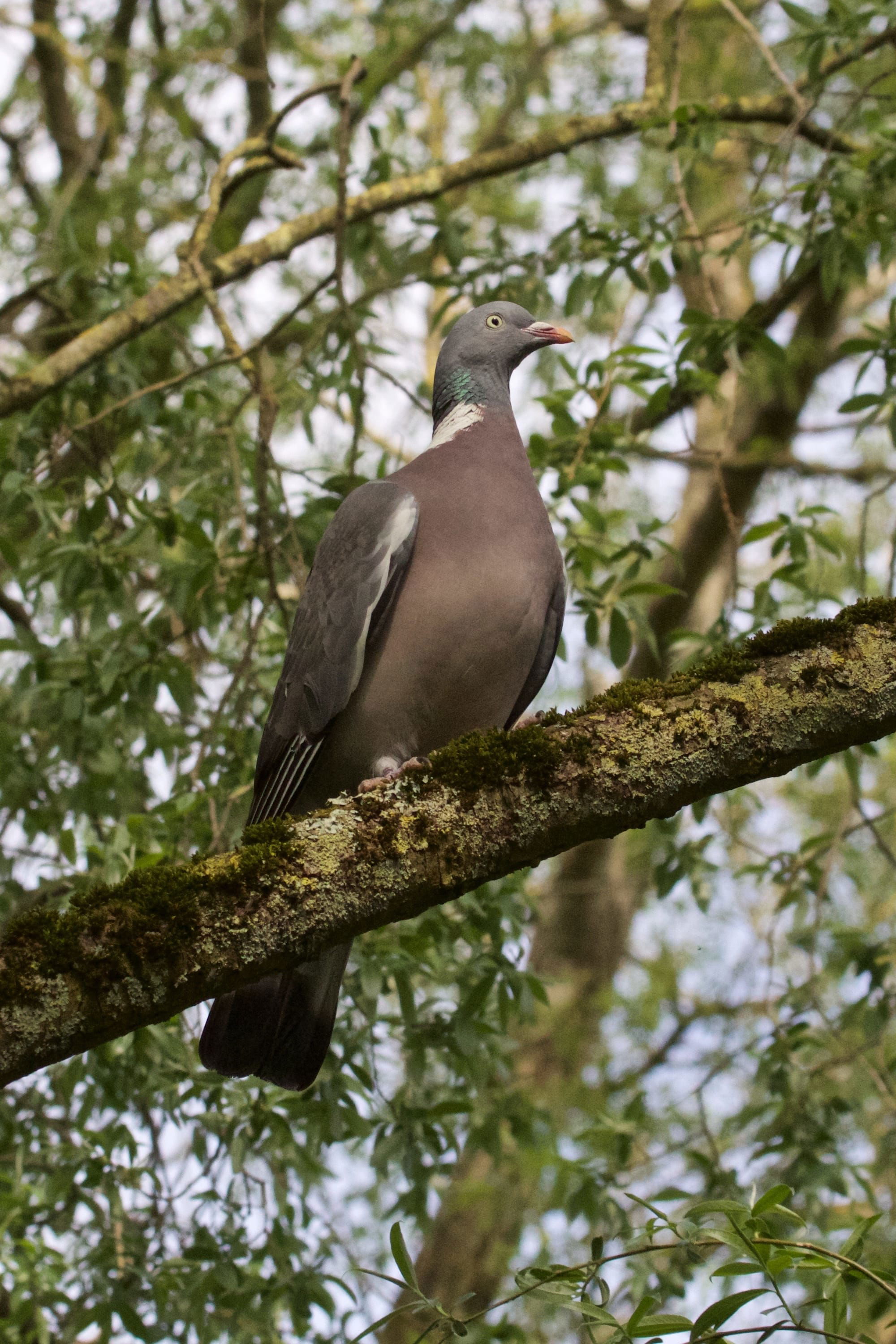 Wood Pigeon