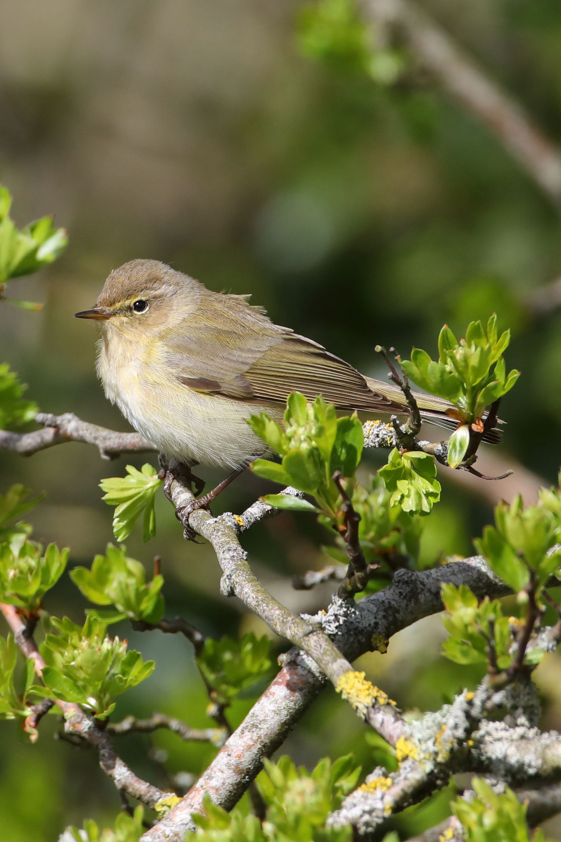 Chiffchaff