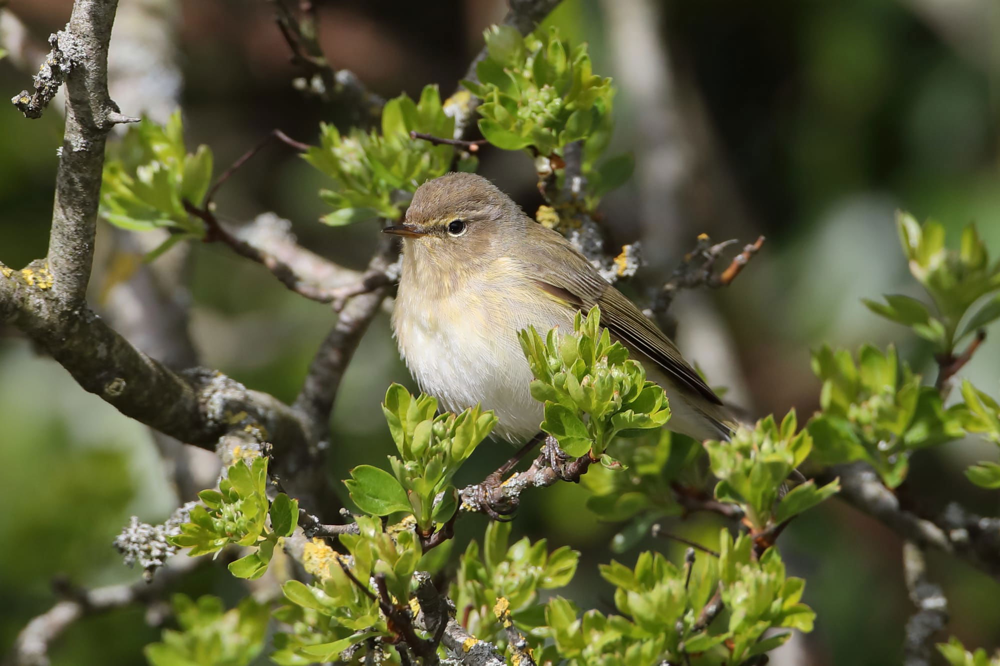 Chiffchaff