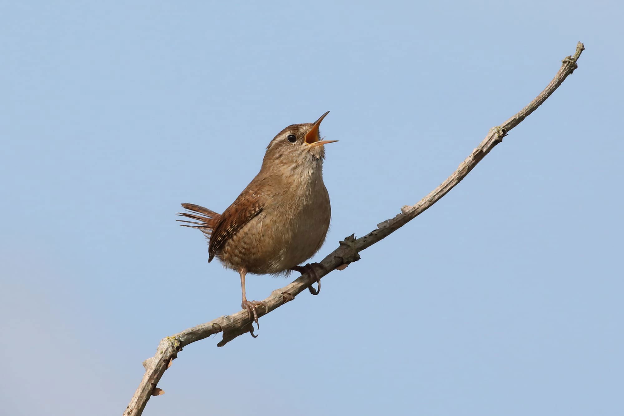 Wren