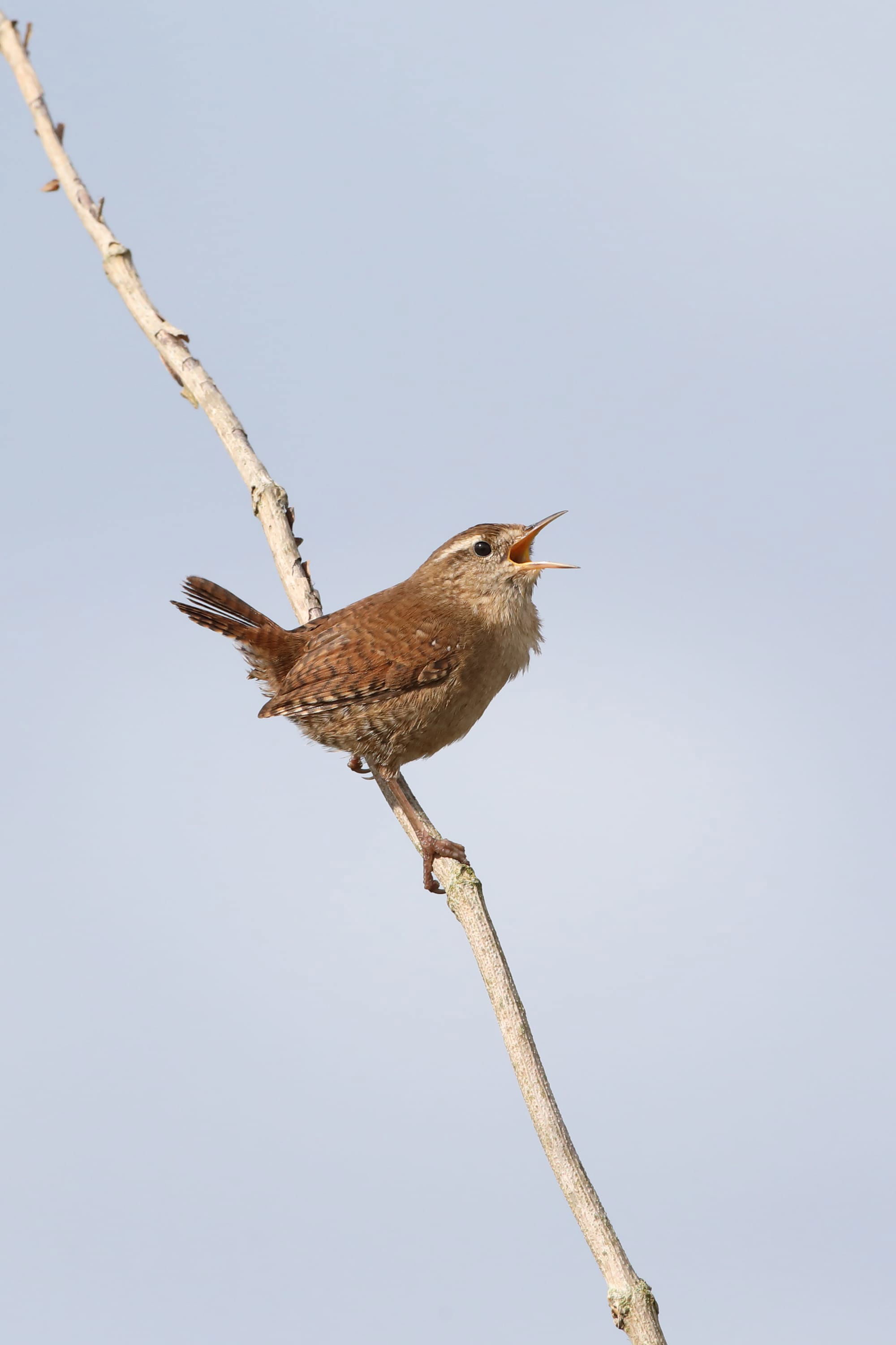 Wren