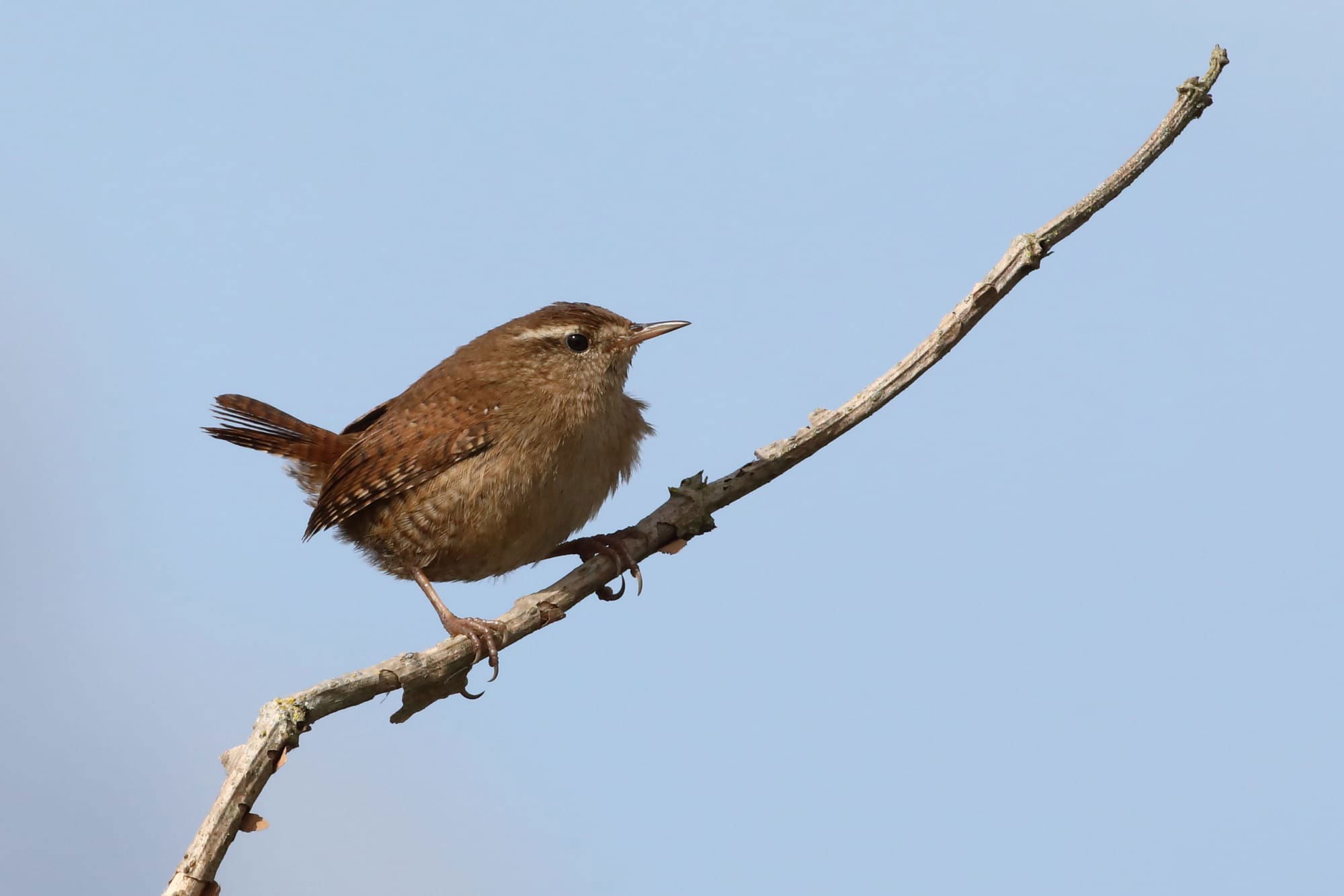 Wren