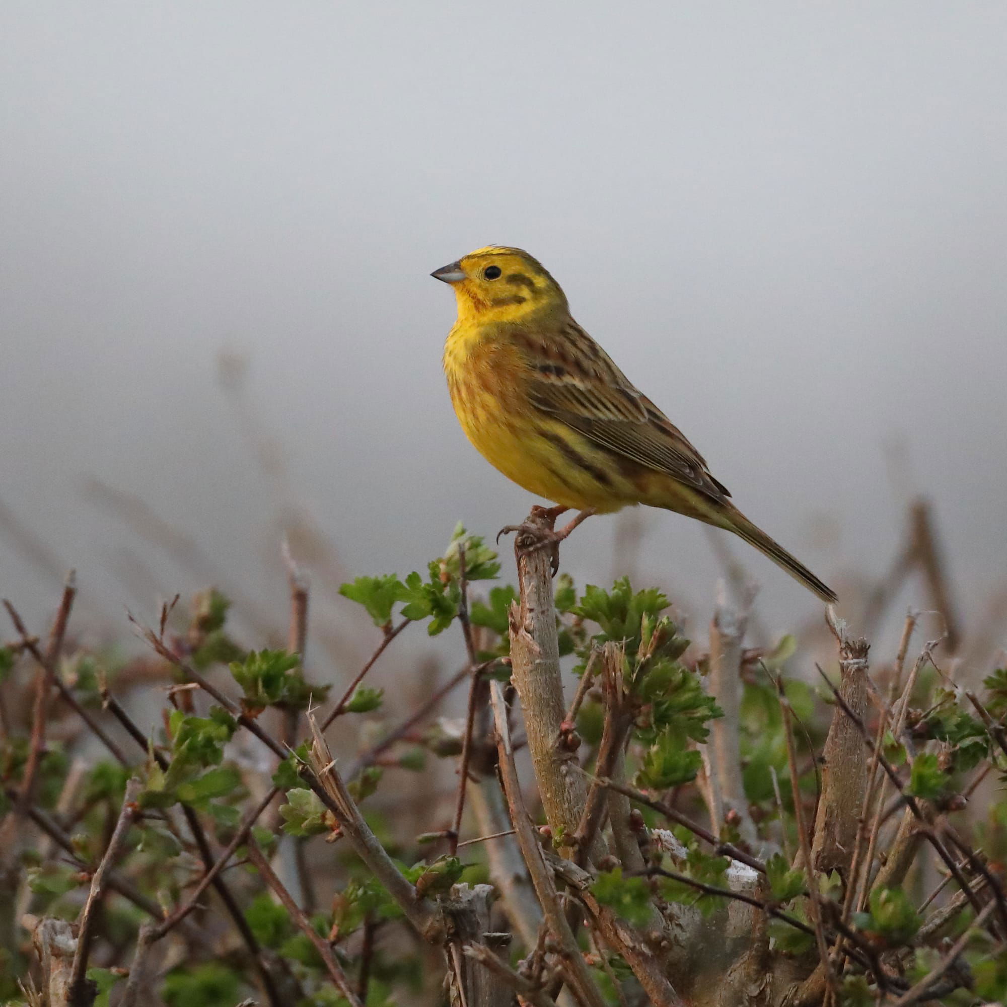 Yellowhammer