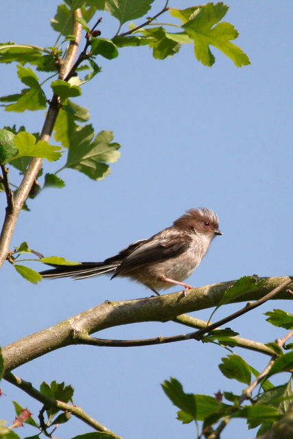 Long-tailed Tit