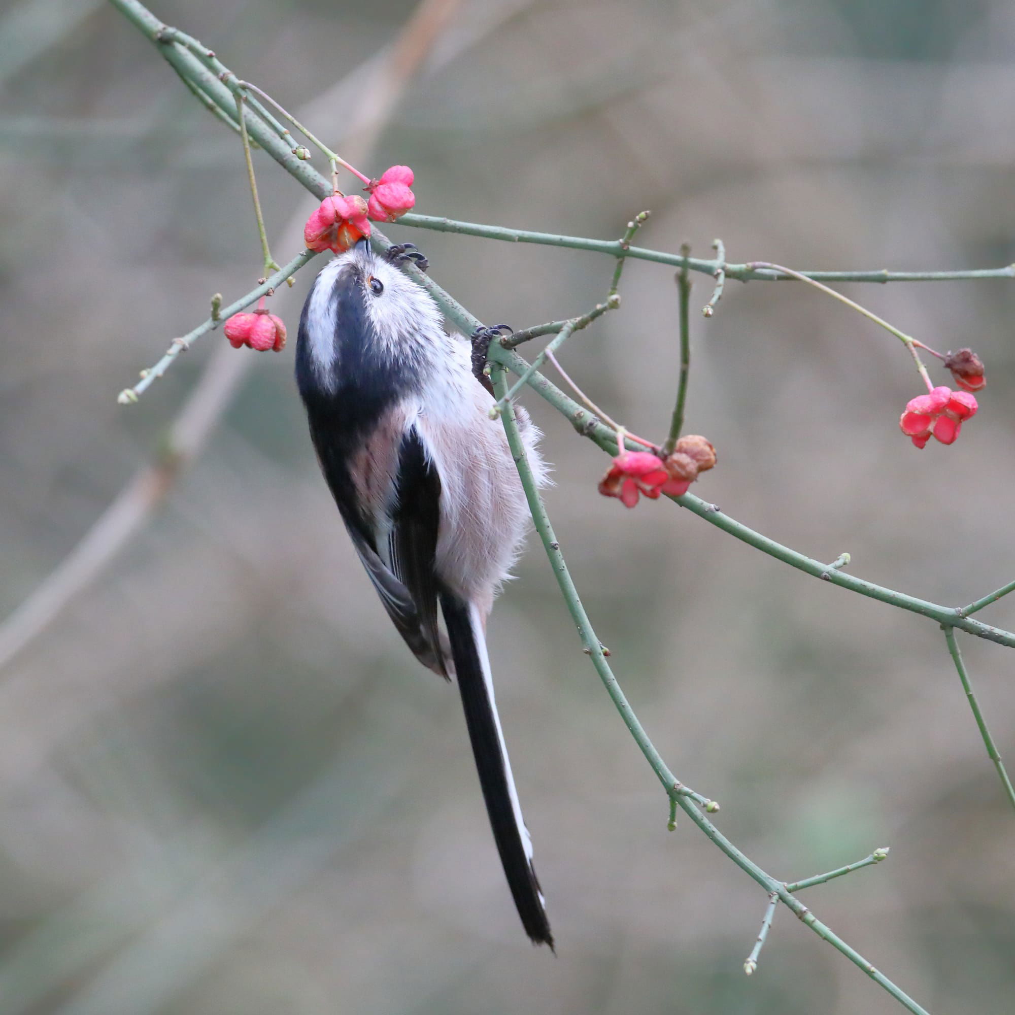 Long-tailed Tit