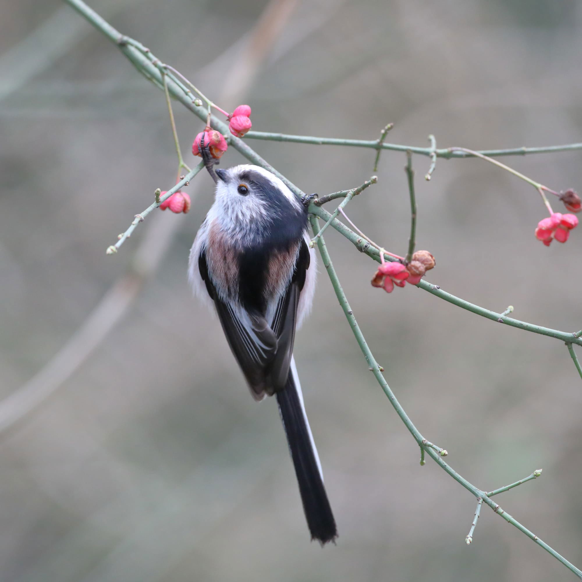 Long-tailed Tit