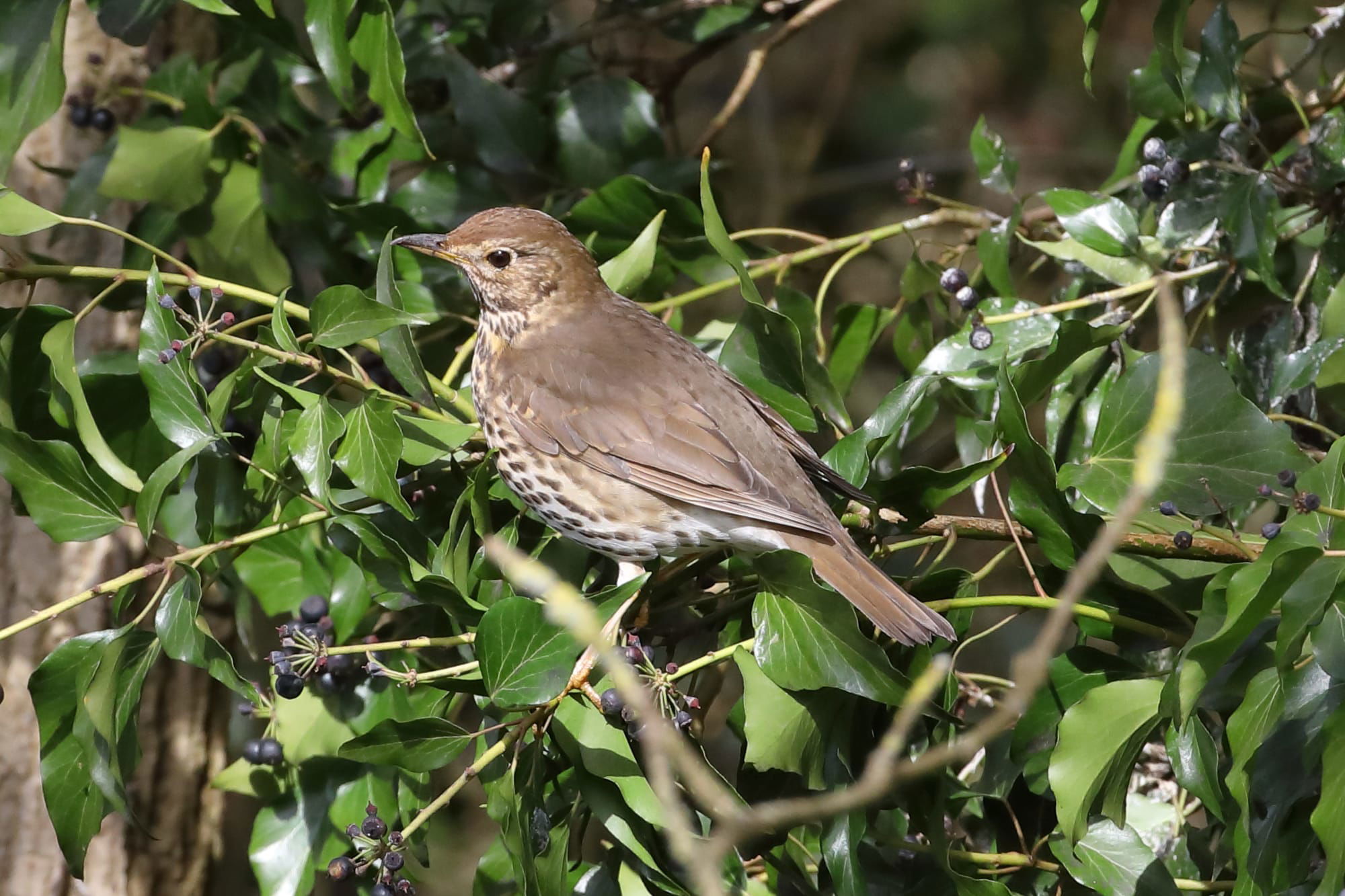 Song Thrush