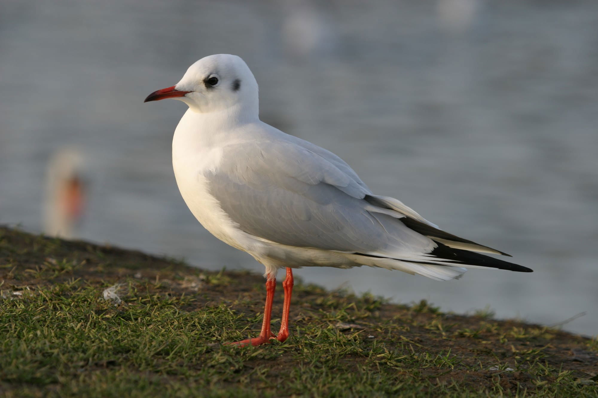 Black-headed Gull