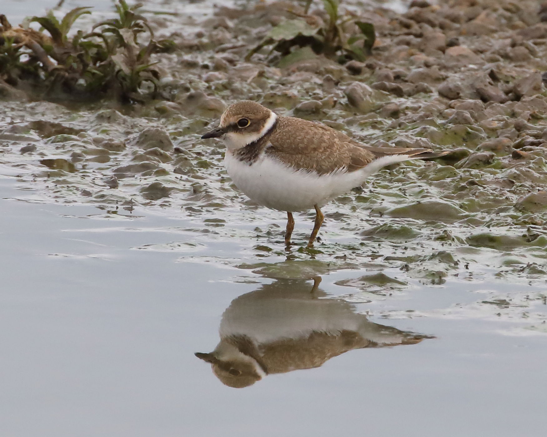 Little Ringed Plover