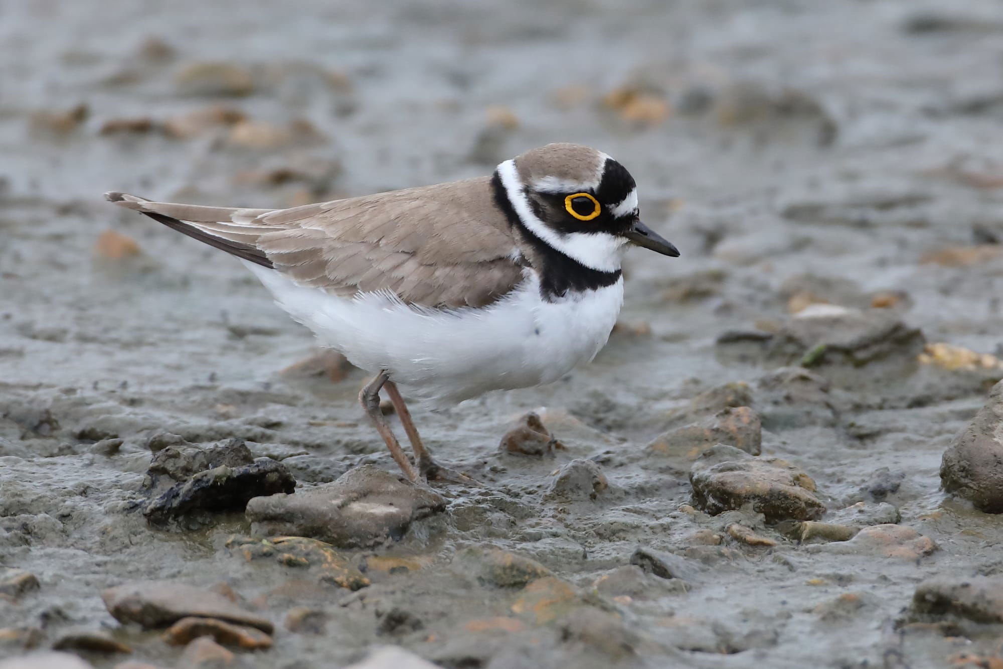 Little Ringed Plover