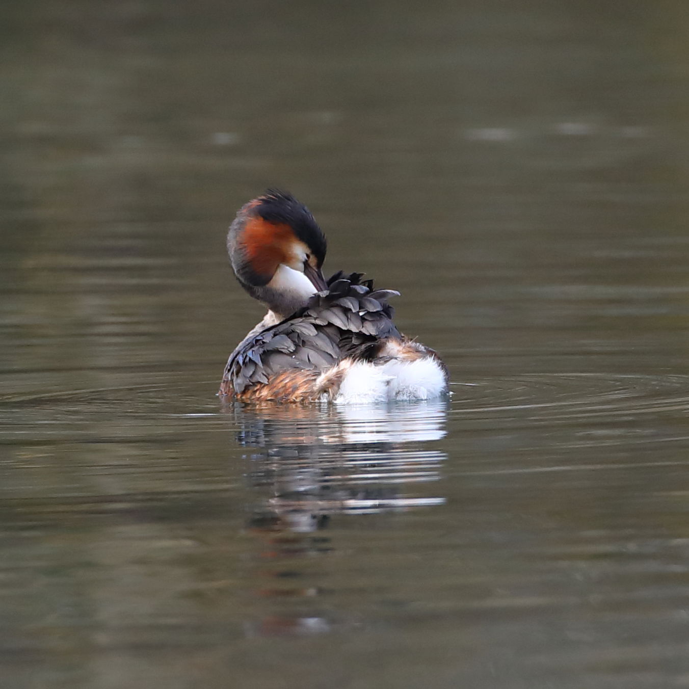 Great Crested Grebe