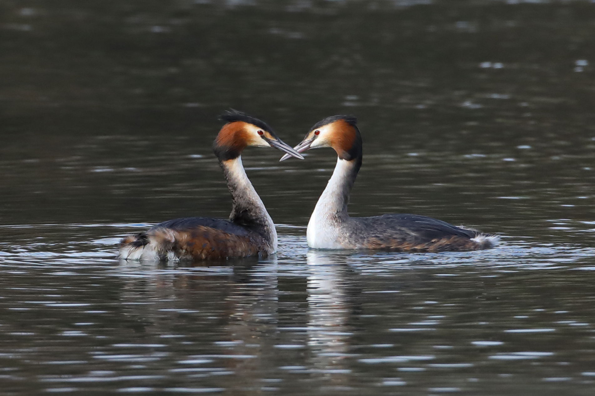 Great Crested Grebe