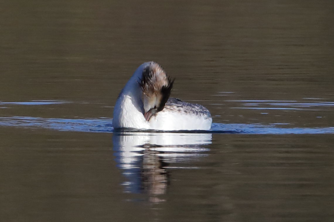 Great Crested Grebe