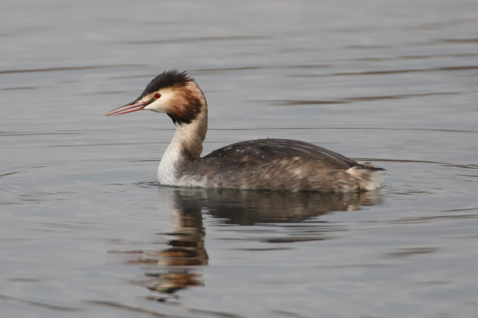 Great Crested Grebe