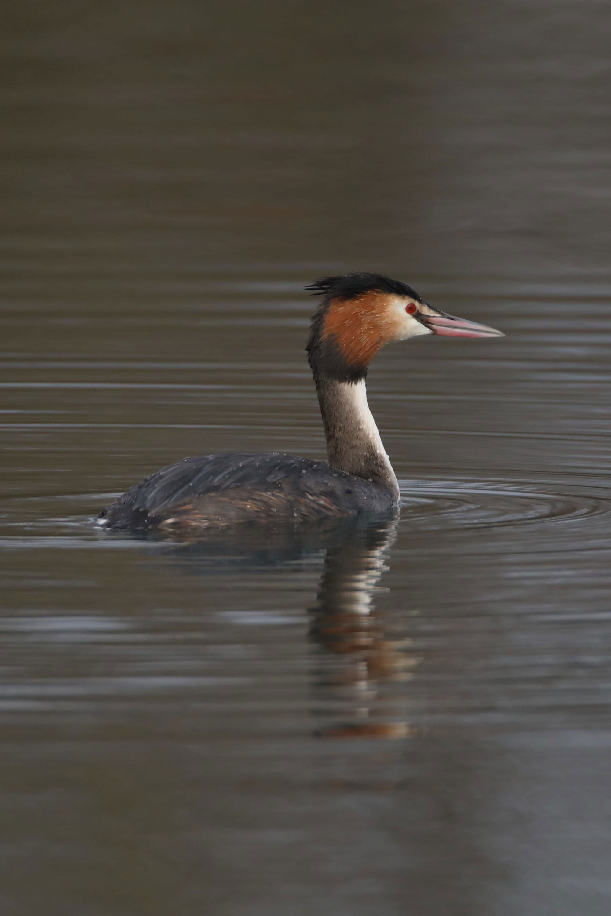 Great Crested Grebe