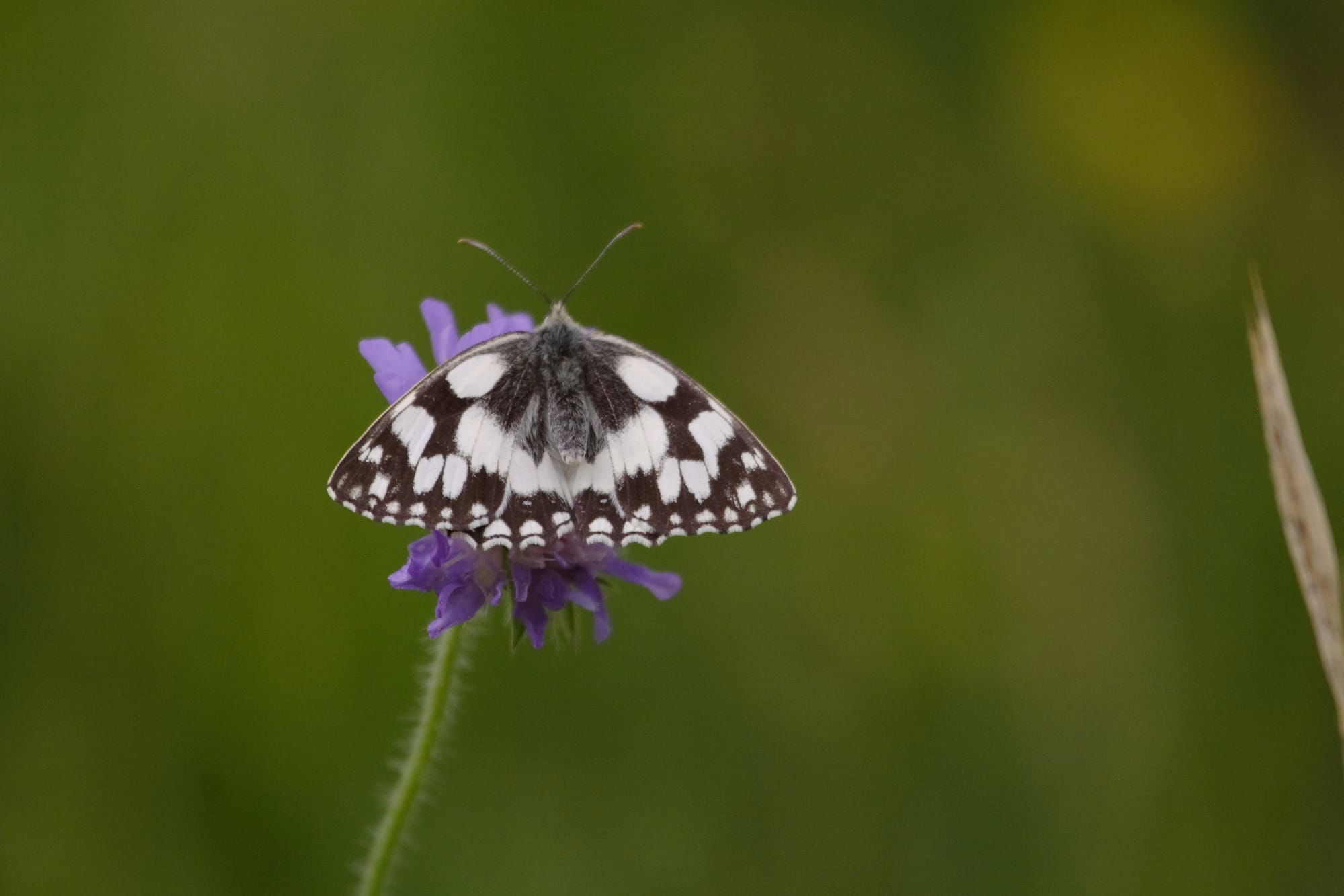 Marbled White