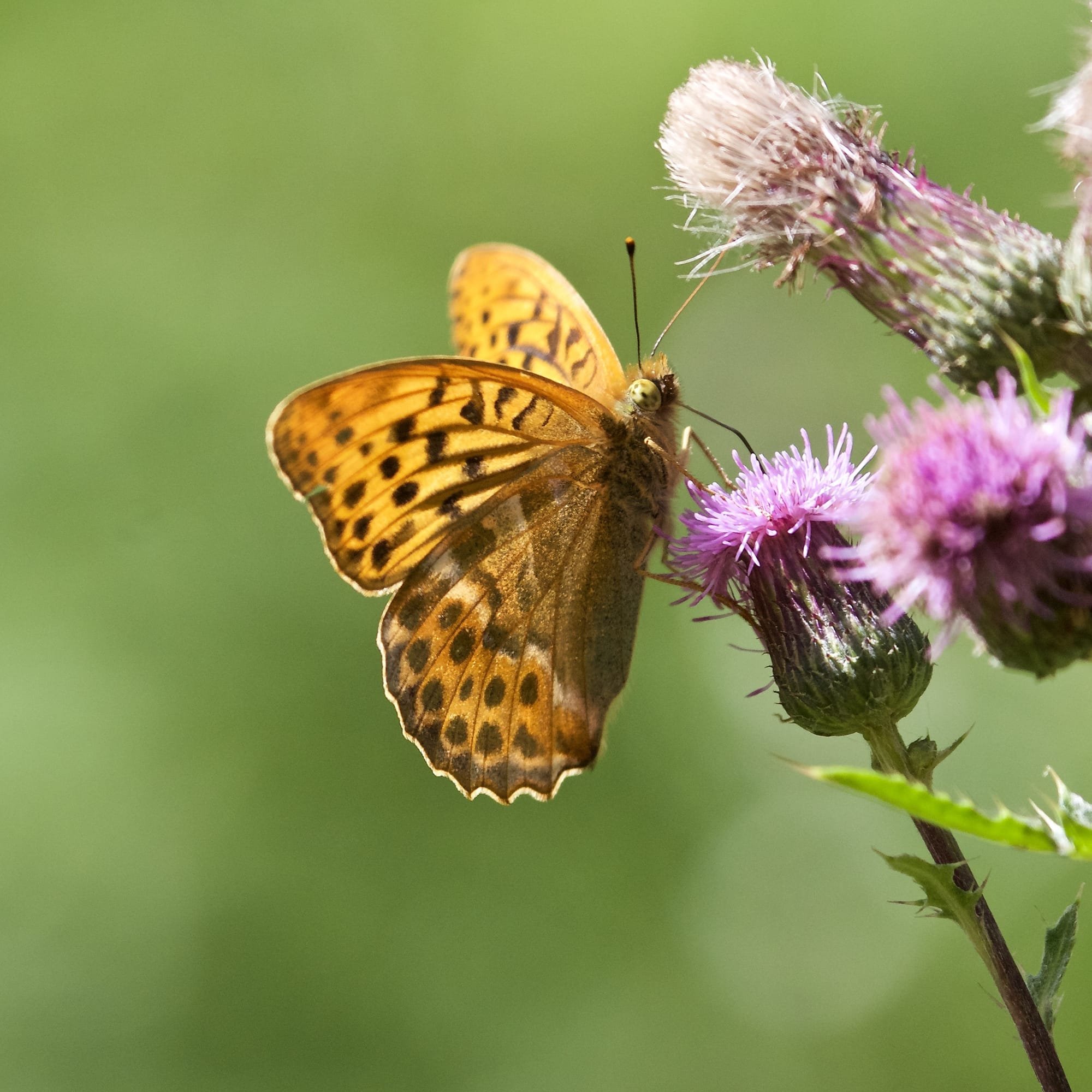 Silver-washed Fritillery