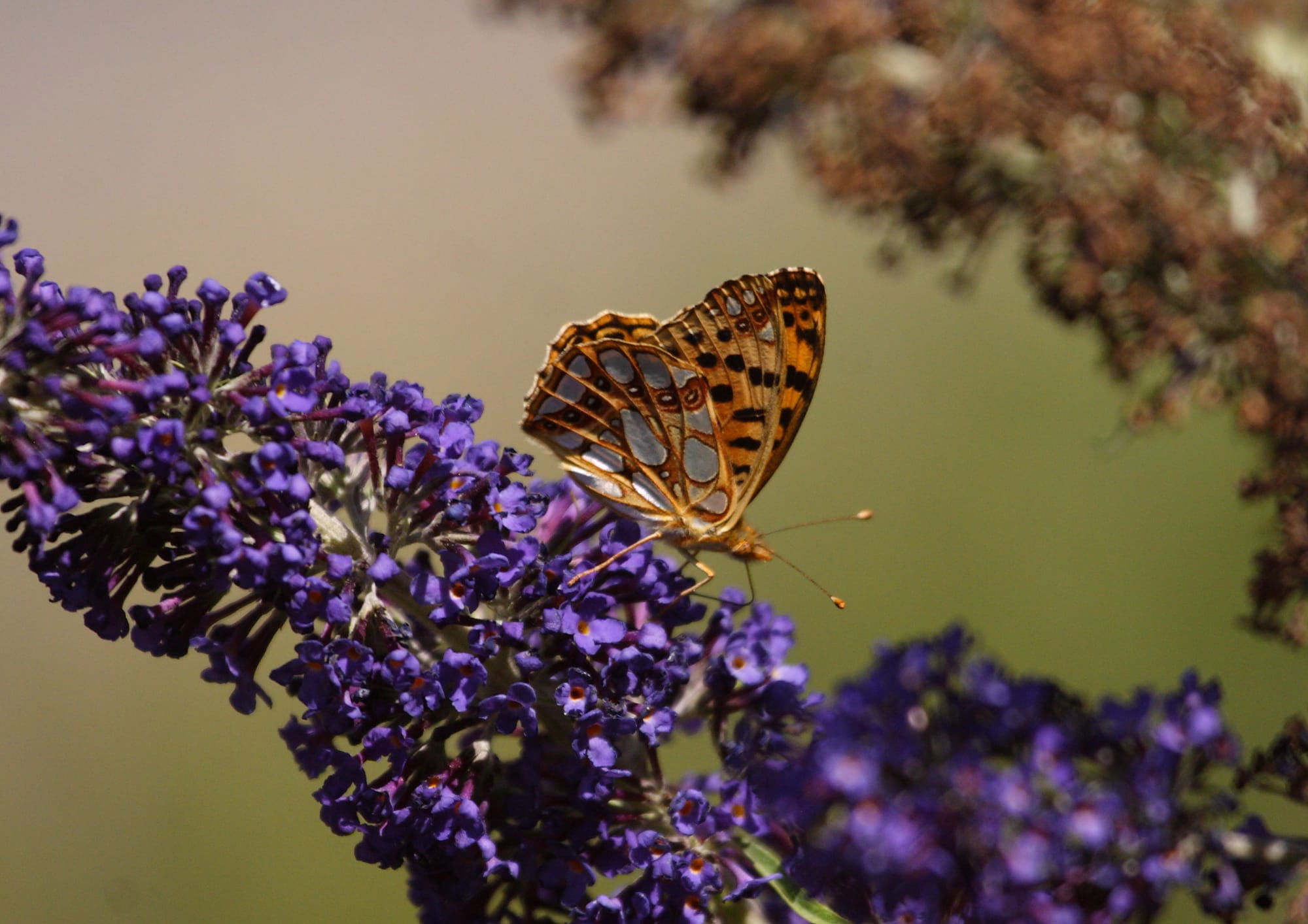 Queen of Spain Fritillary