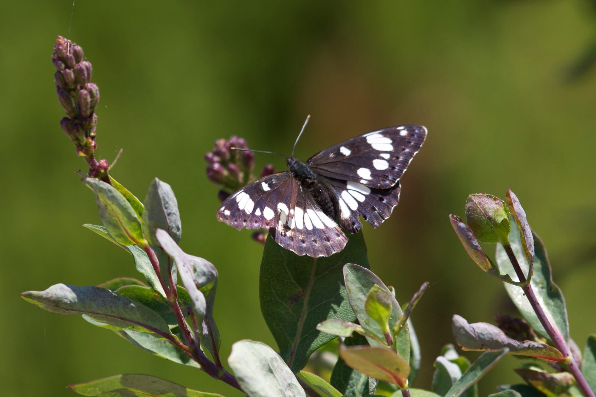 Southern White Admiral